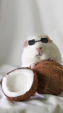 A hamster wearing sunglasses sitting on top of a coconut