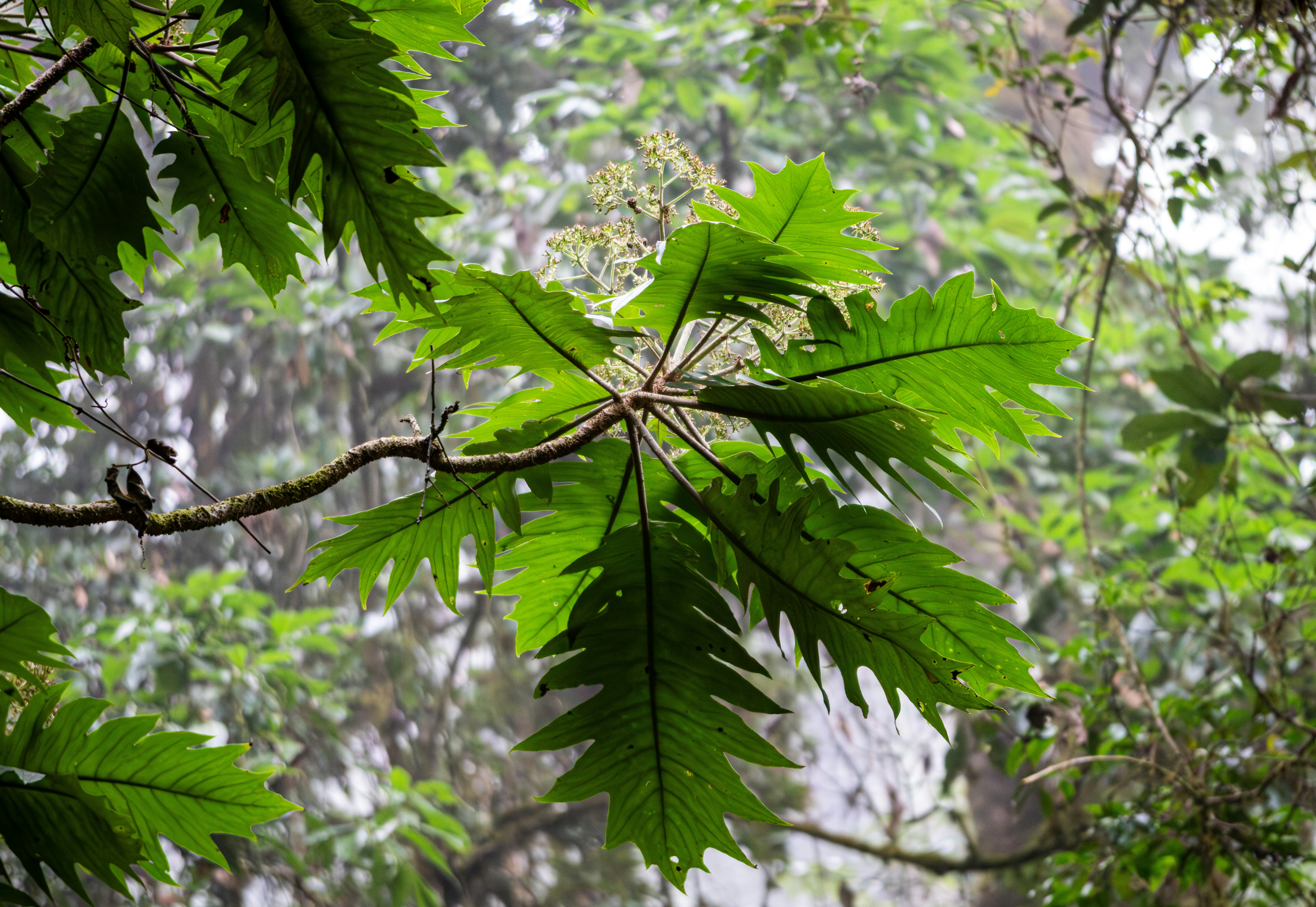 Building Resilience by Anwar AA Not Done Growing