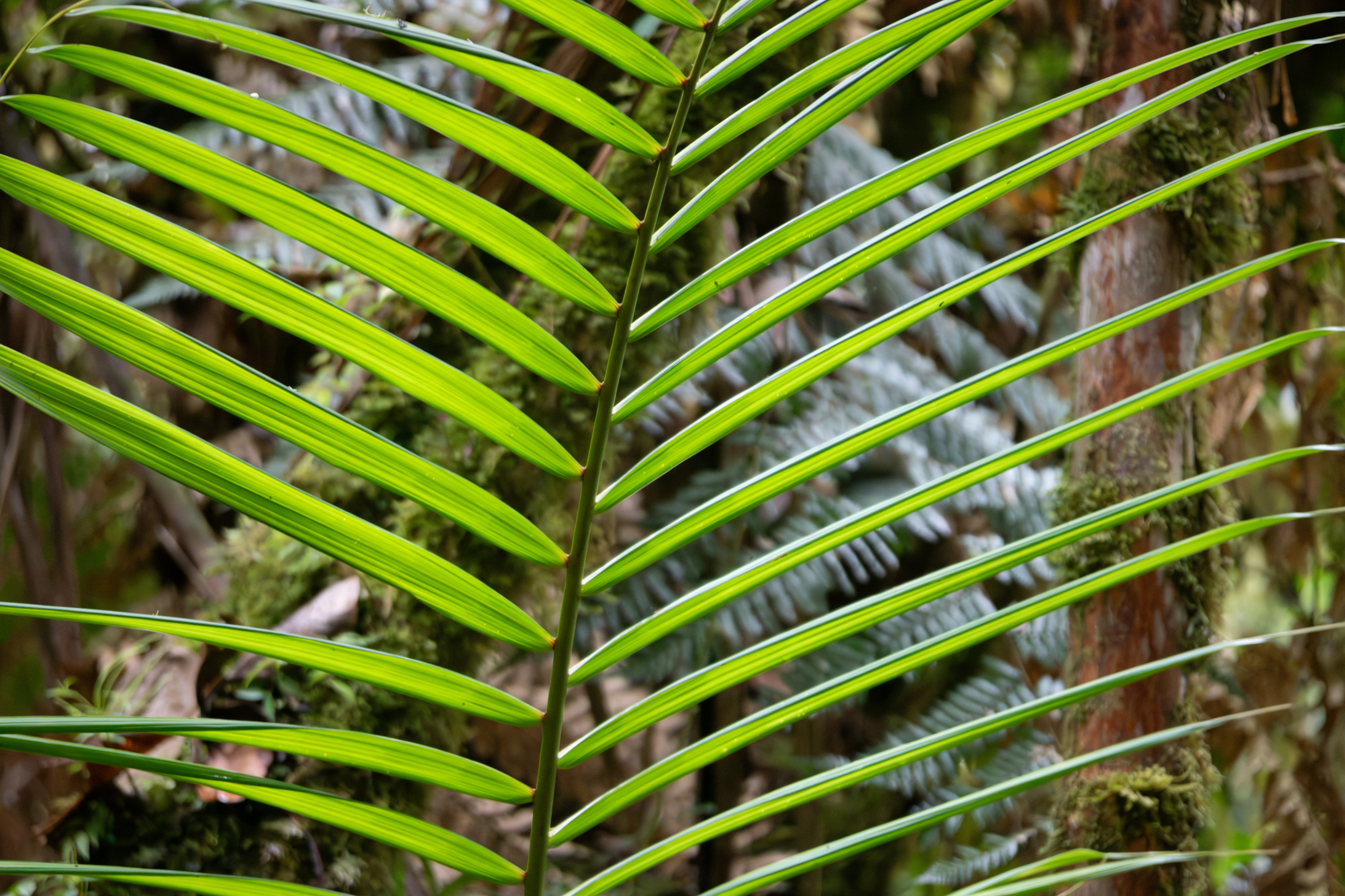 A close up of a green leaf on a tree