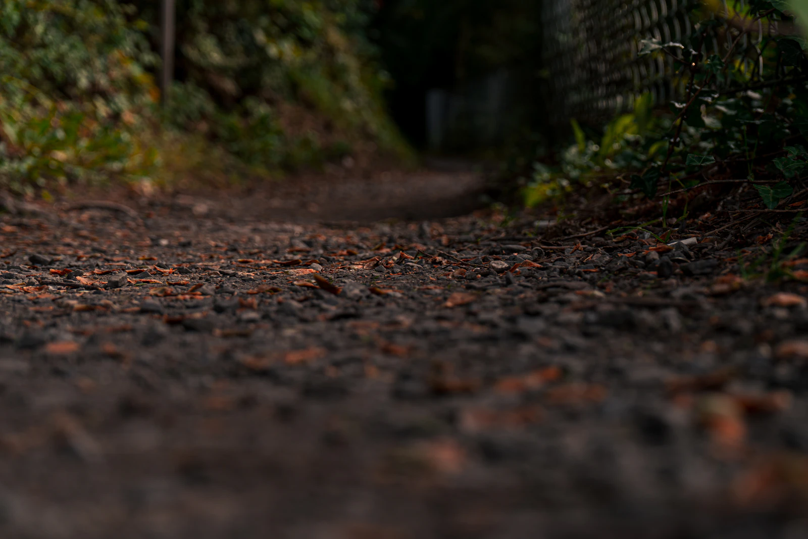 A dog walking a wooded trail in autumn