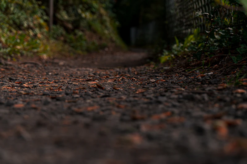 A person walking a dog on a misty forest trail