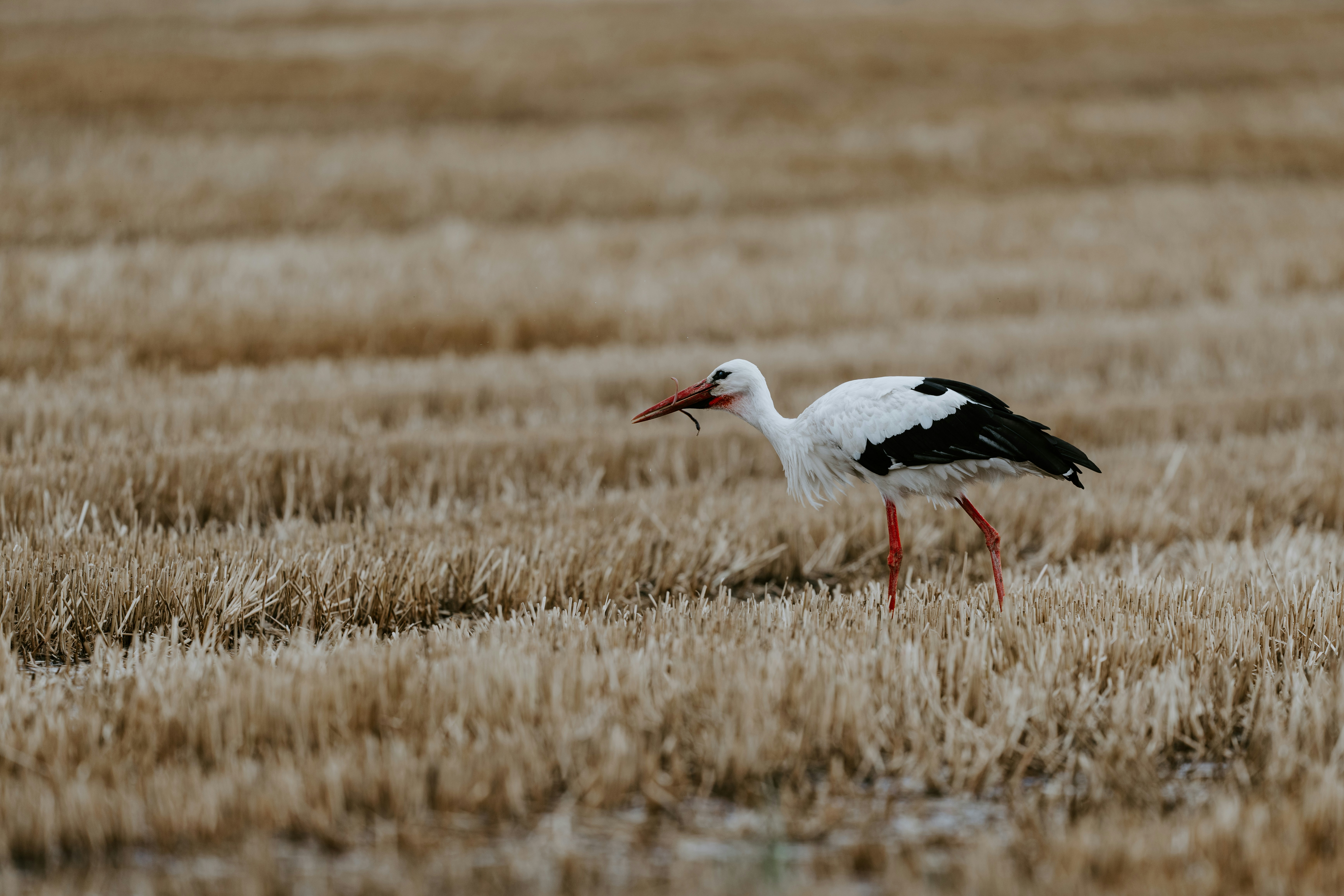 Photo by purzlbaum