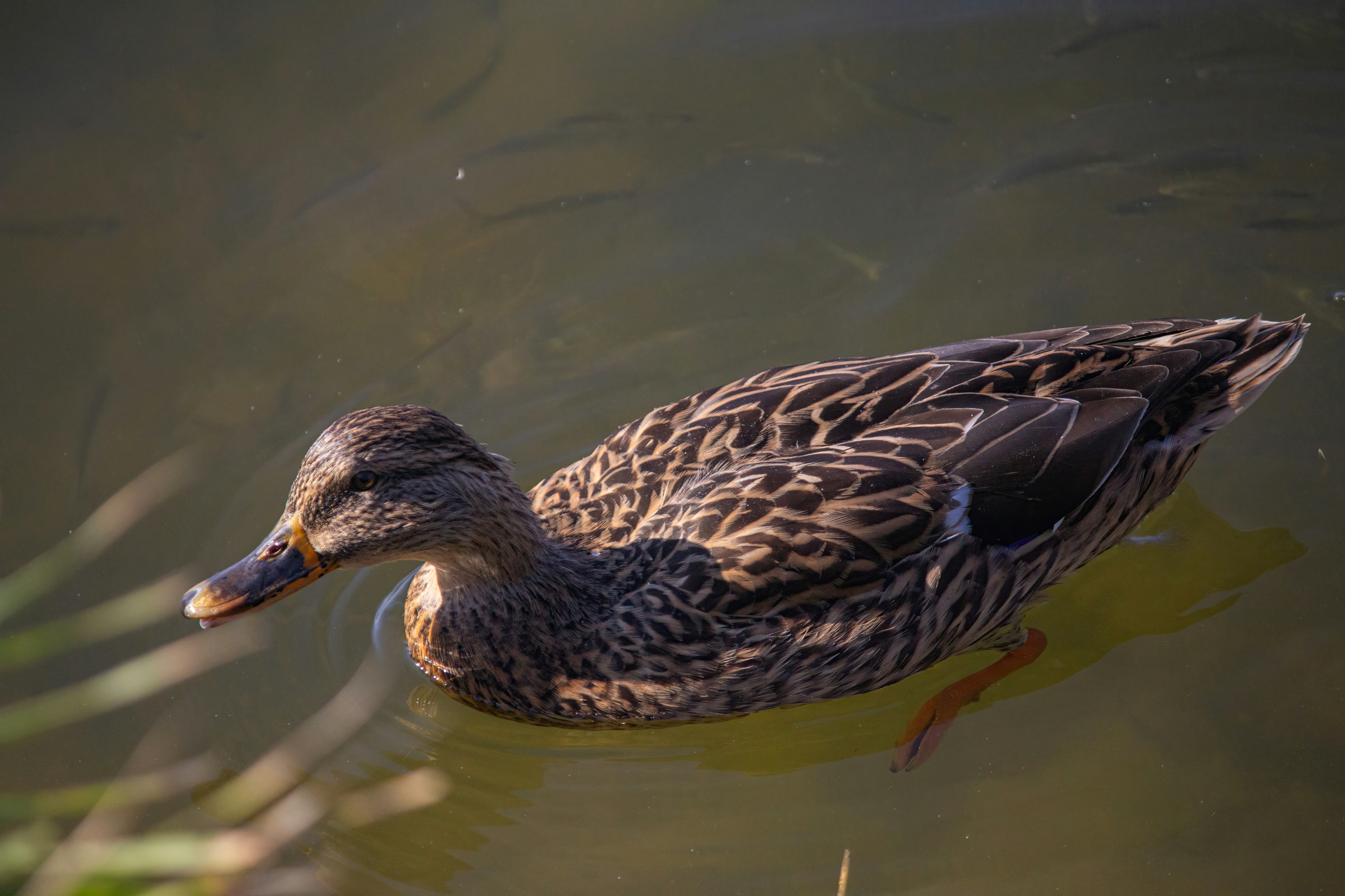 Photo by stepan_konev