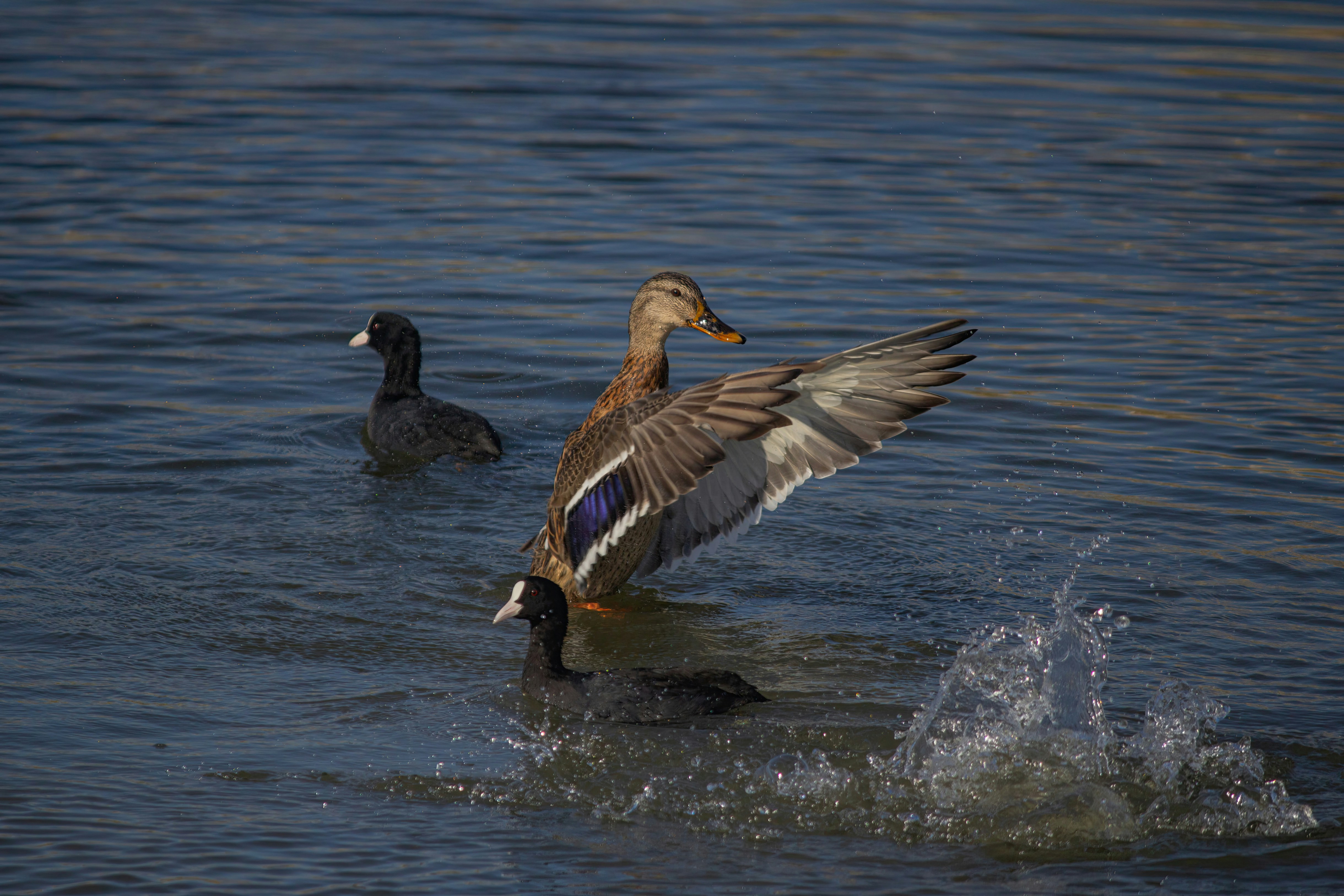 Photo by stepan_konev