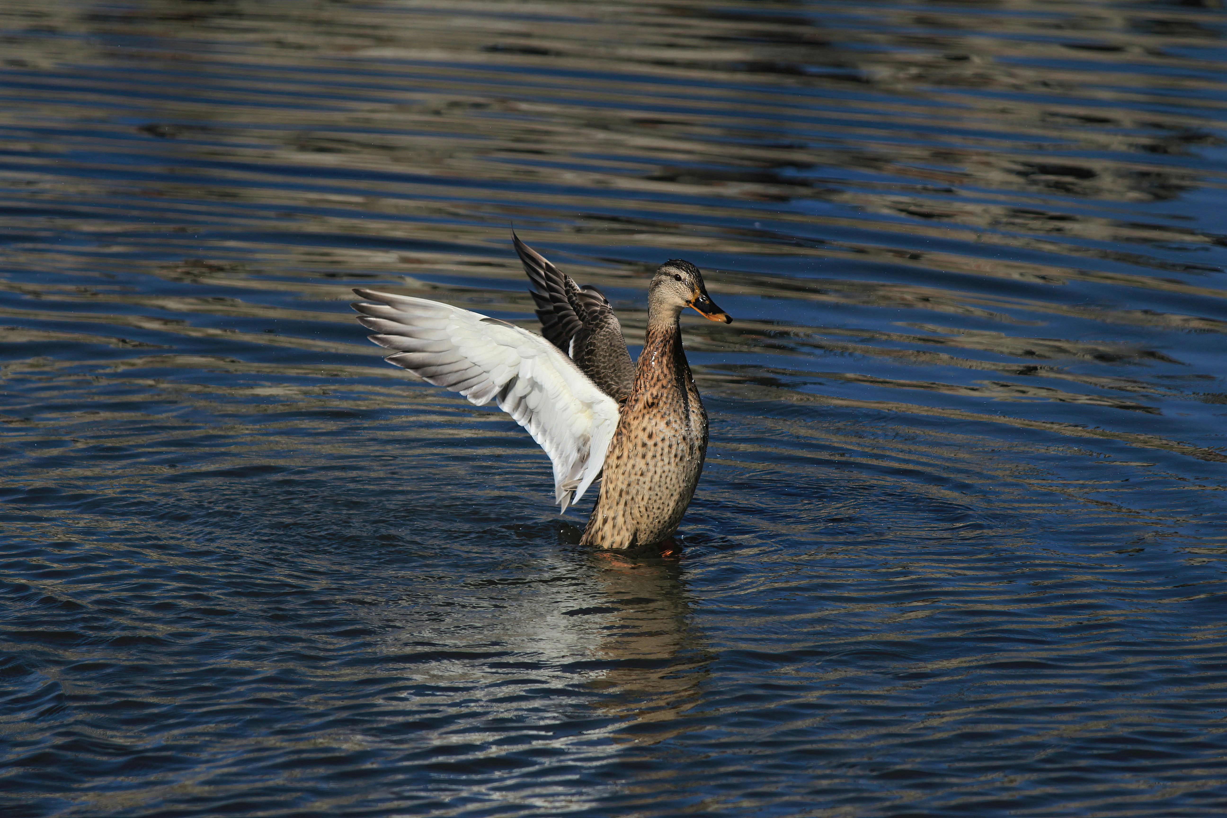 Photo by stepan_konev