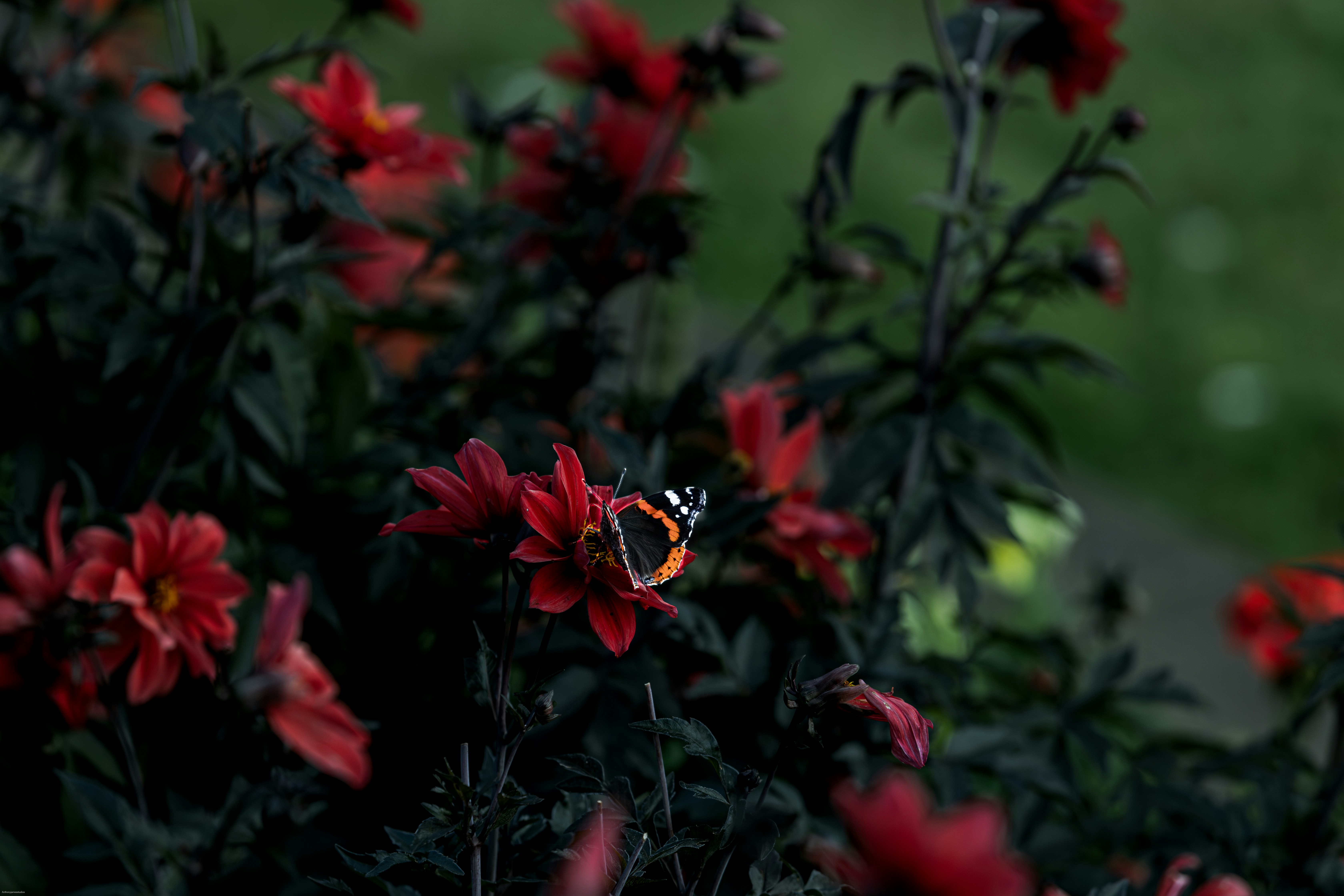 A butterfly sitting on a red flower in a garden