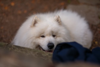 A fluffy white dog laying on the ground