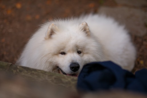 A fluffy white dog laying on the ground