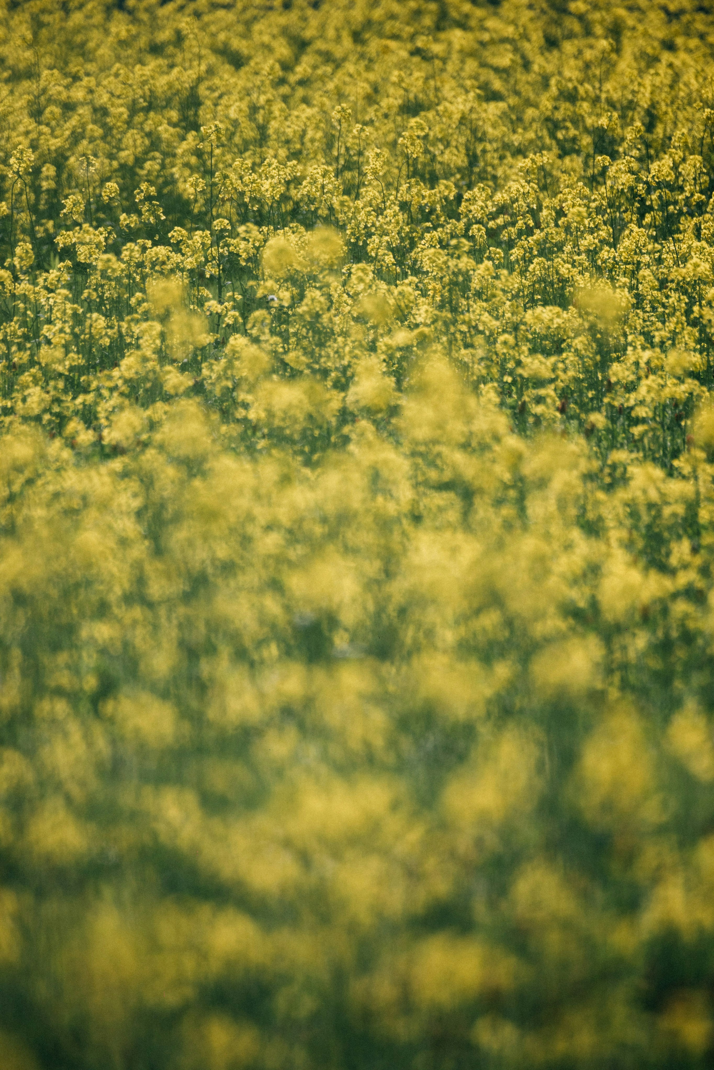 Photo by tsuyoshikozu