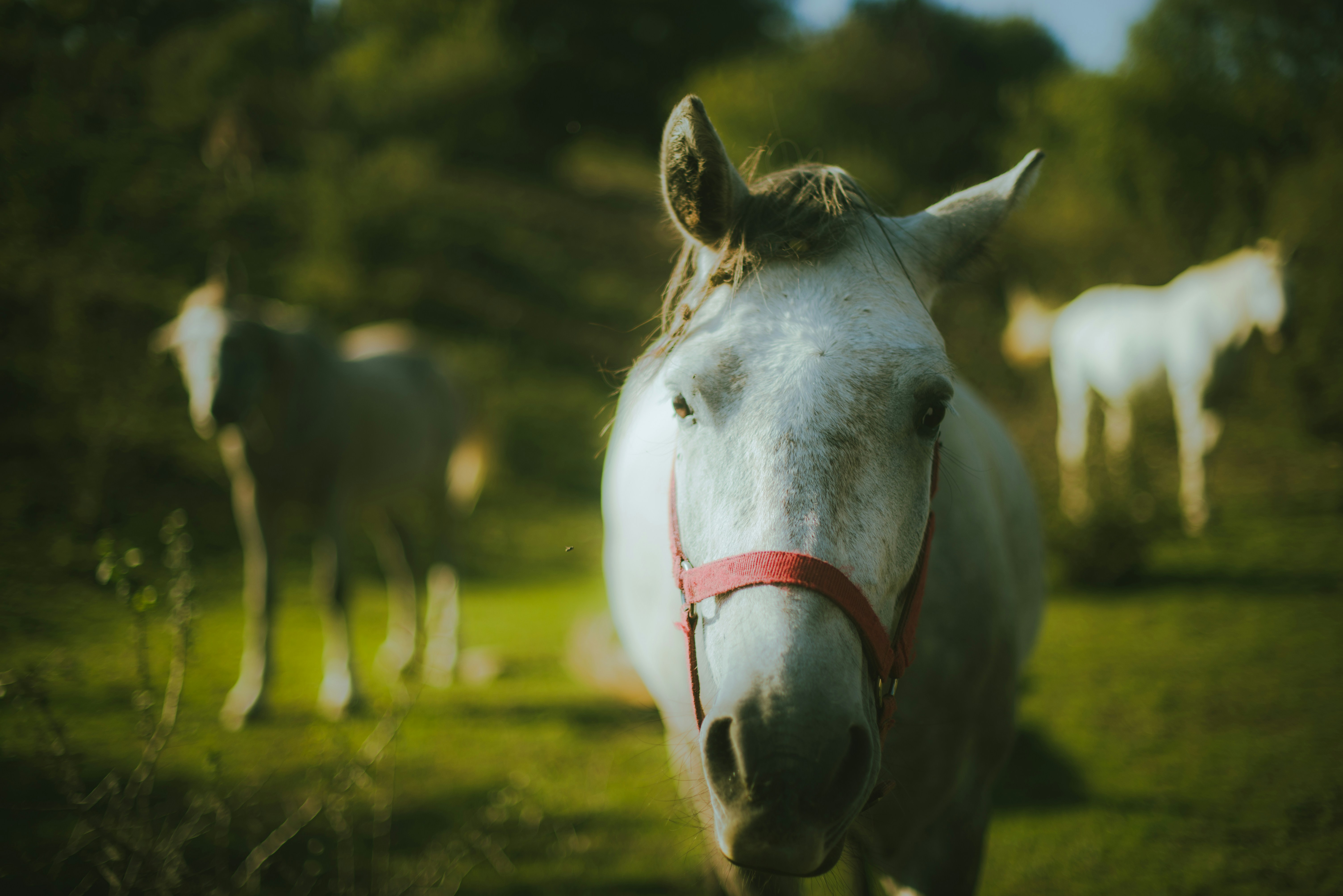 A white horse standing on top of a lush green field