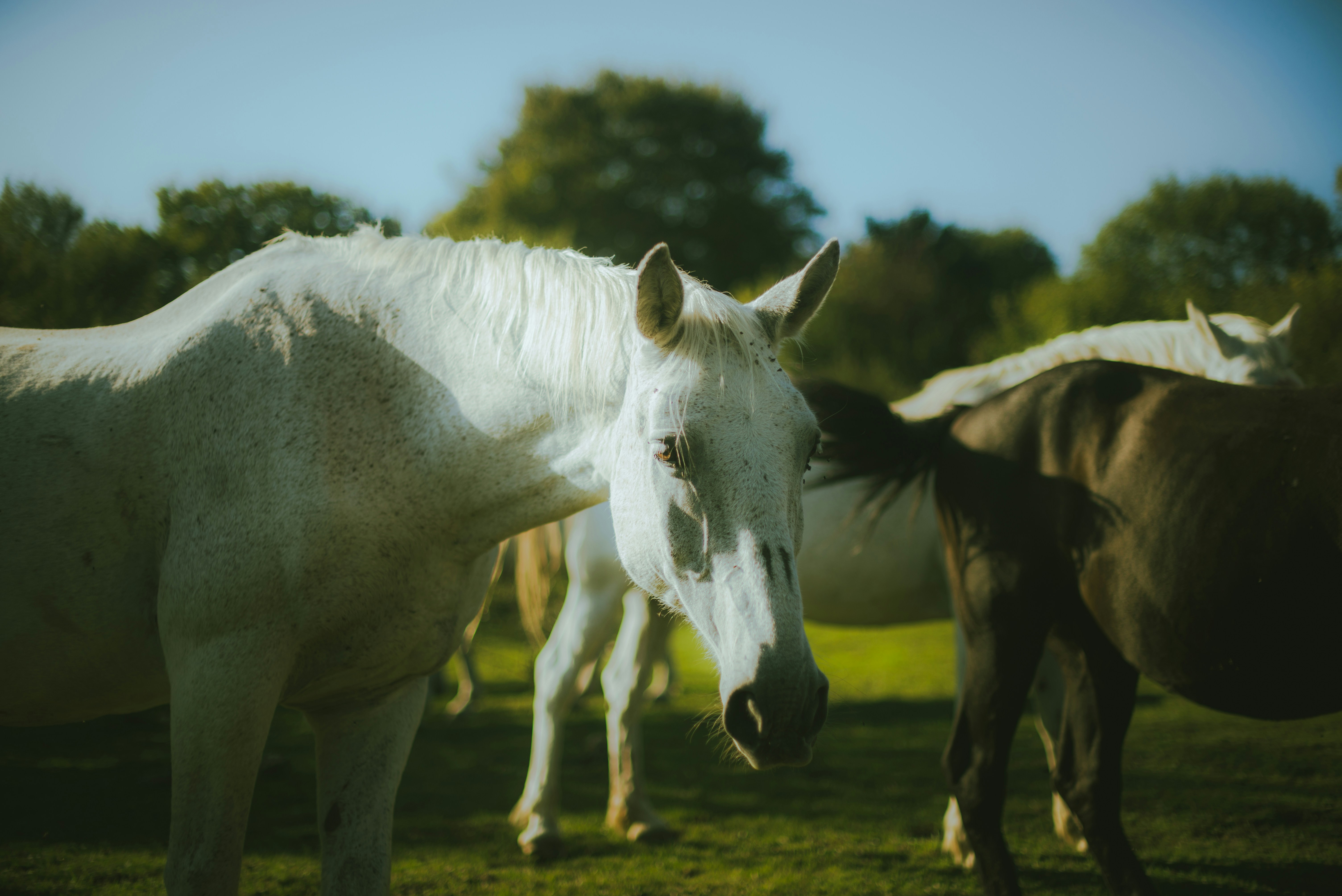 A group of horses standing on top of a lush green field