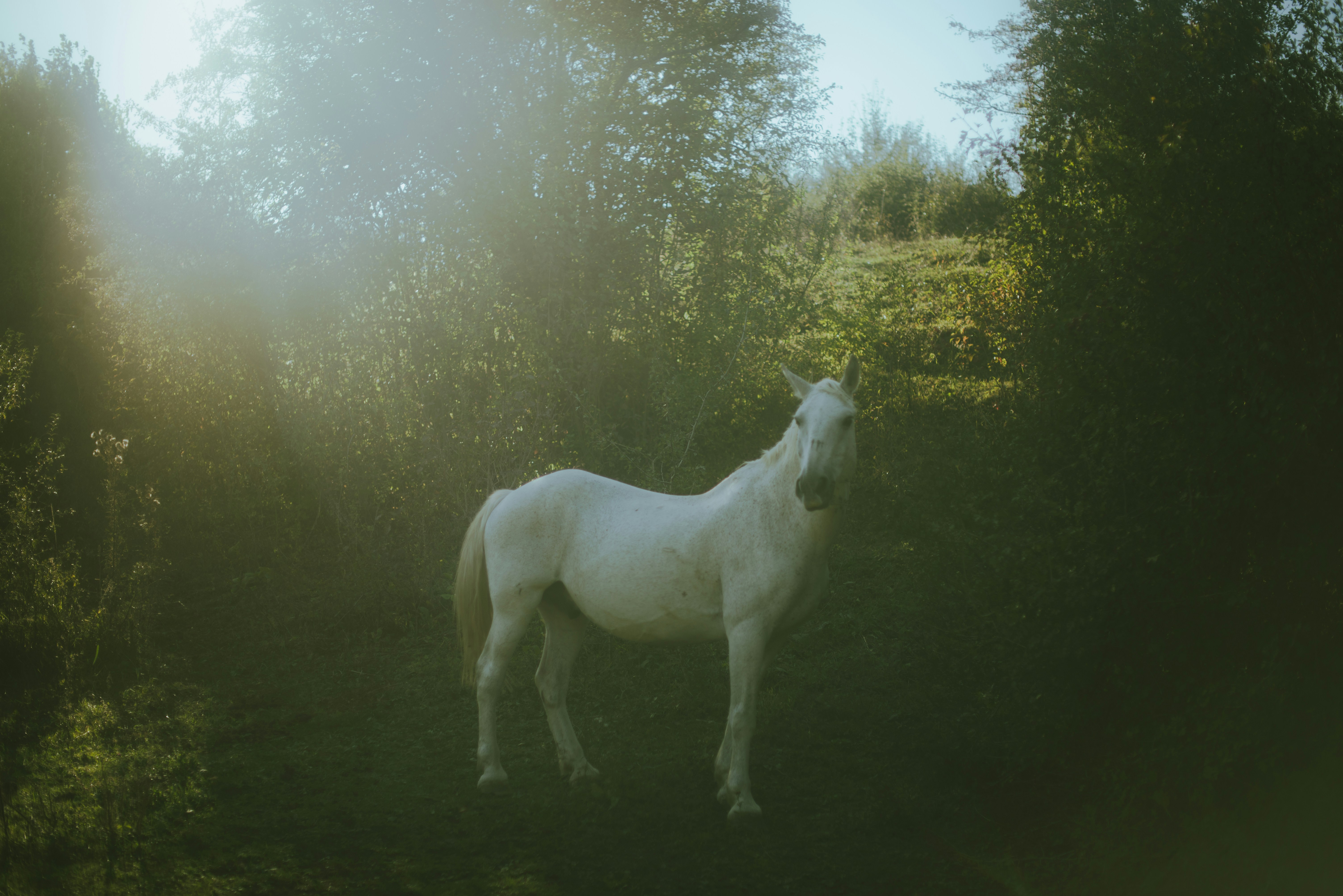 Ein weißes Pferd, das mitten in einem Wald steht