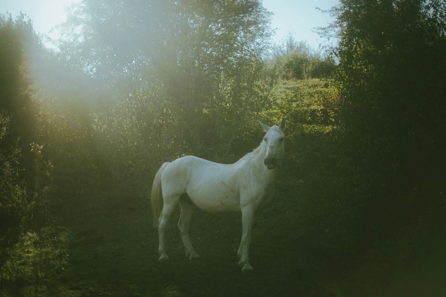 Cheval blanc dans une forêt mystique — communication animale