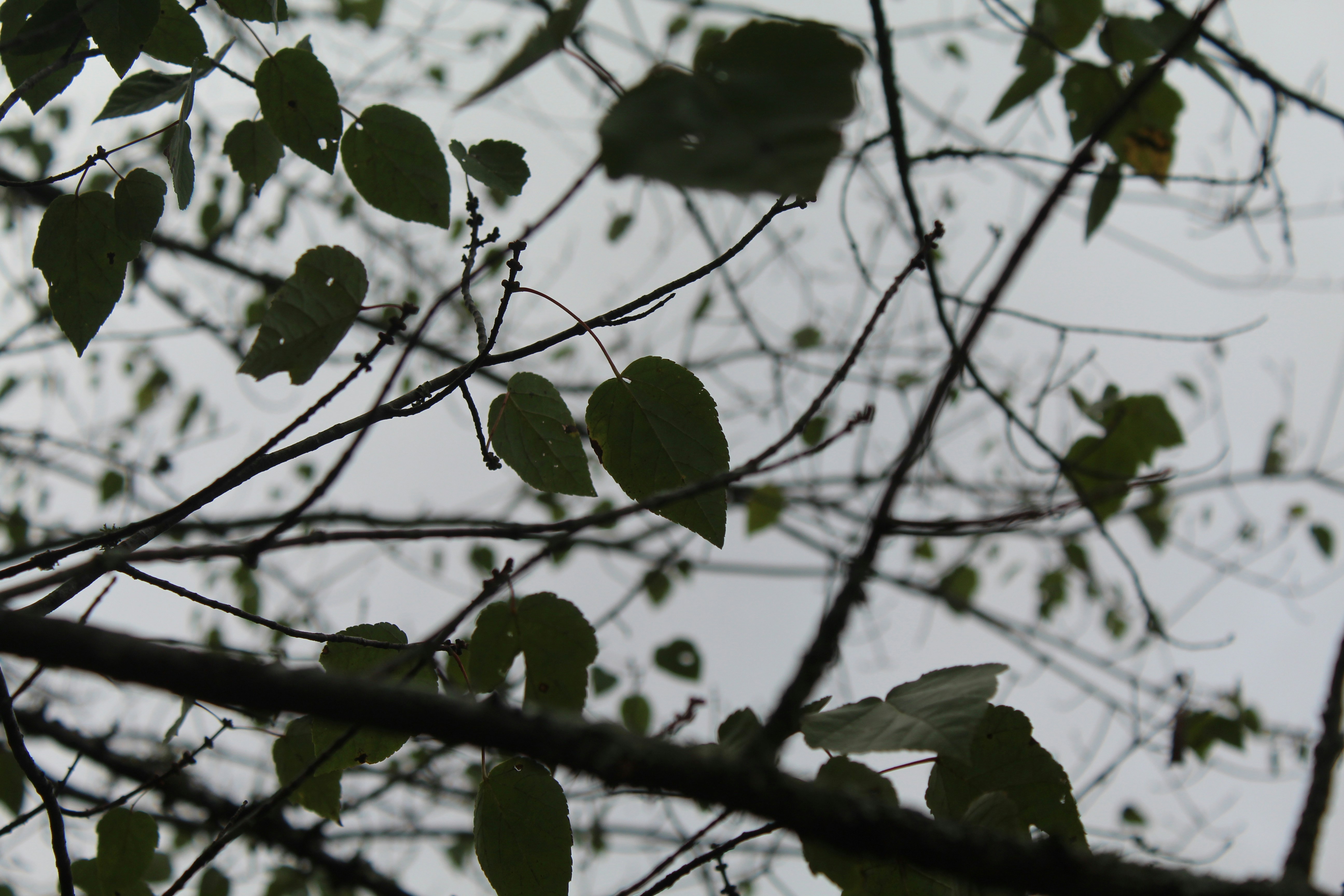 Photo by laura_borman