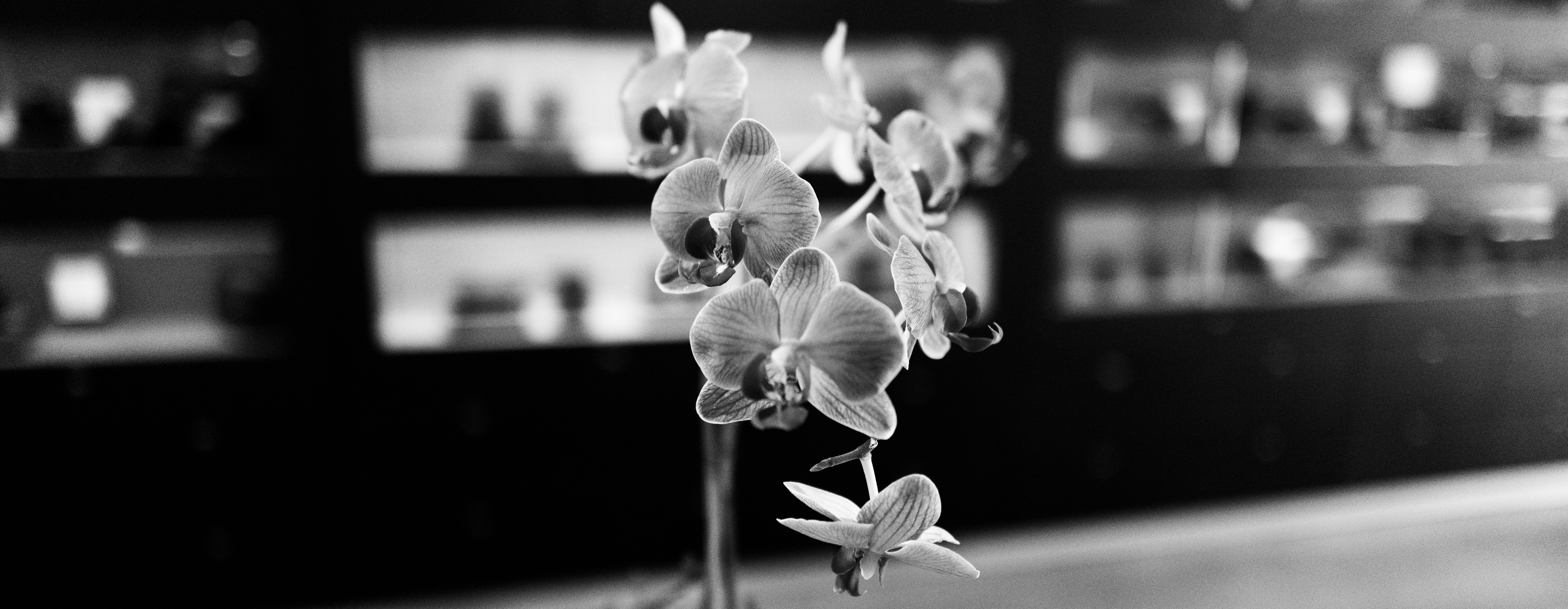 花瓶に生けられた花の白黒写真