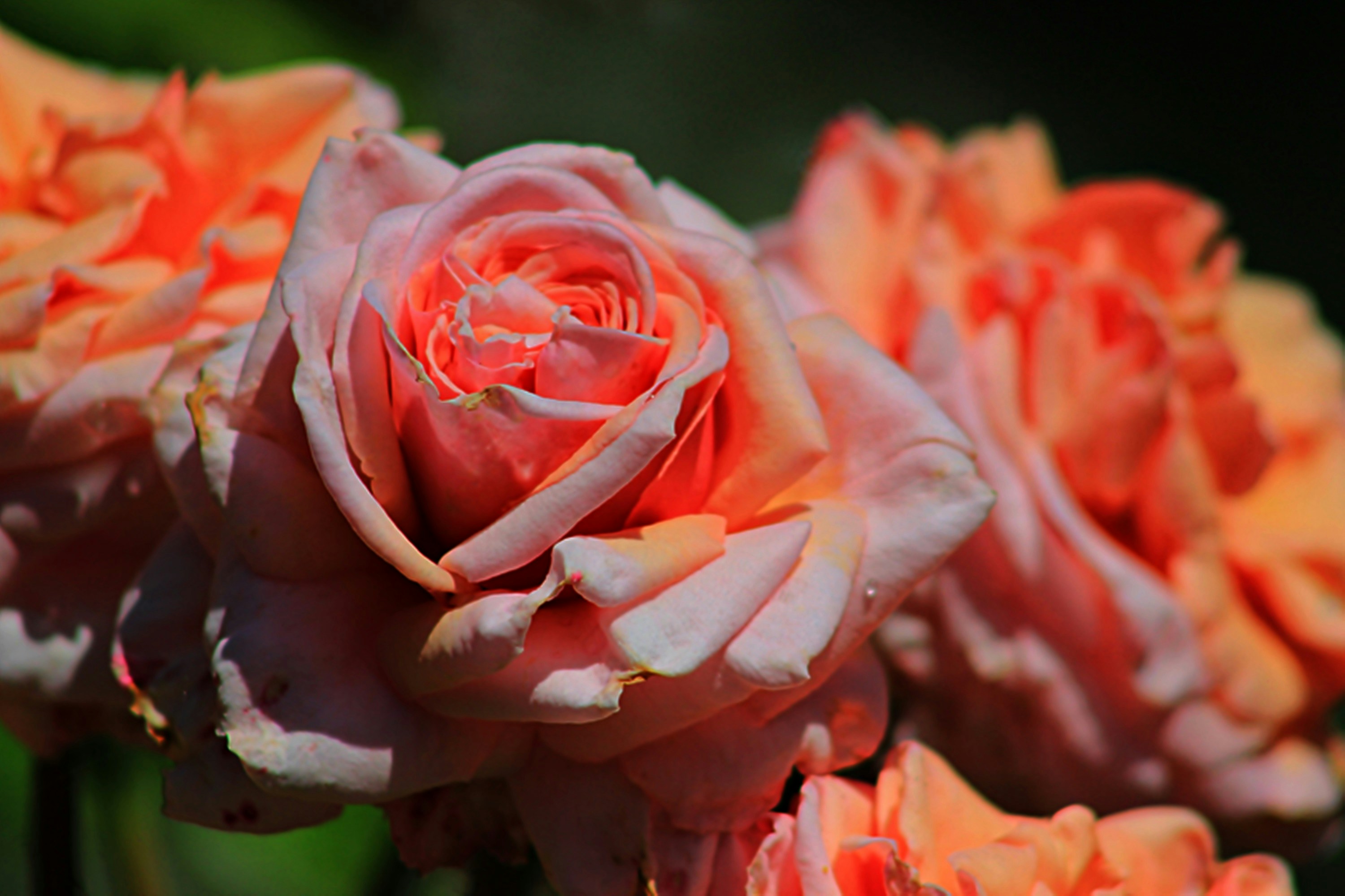 Photo by viewsofthecamera