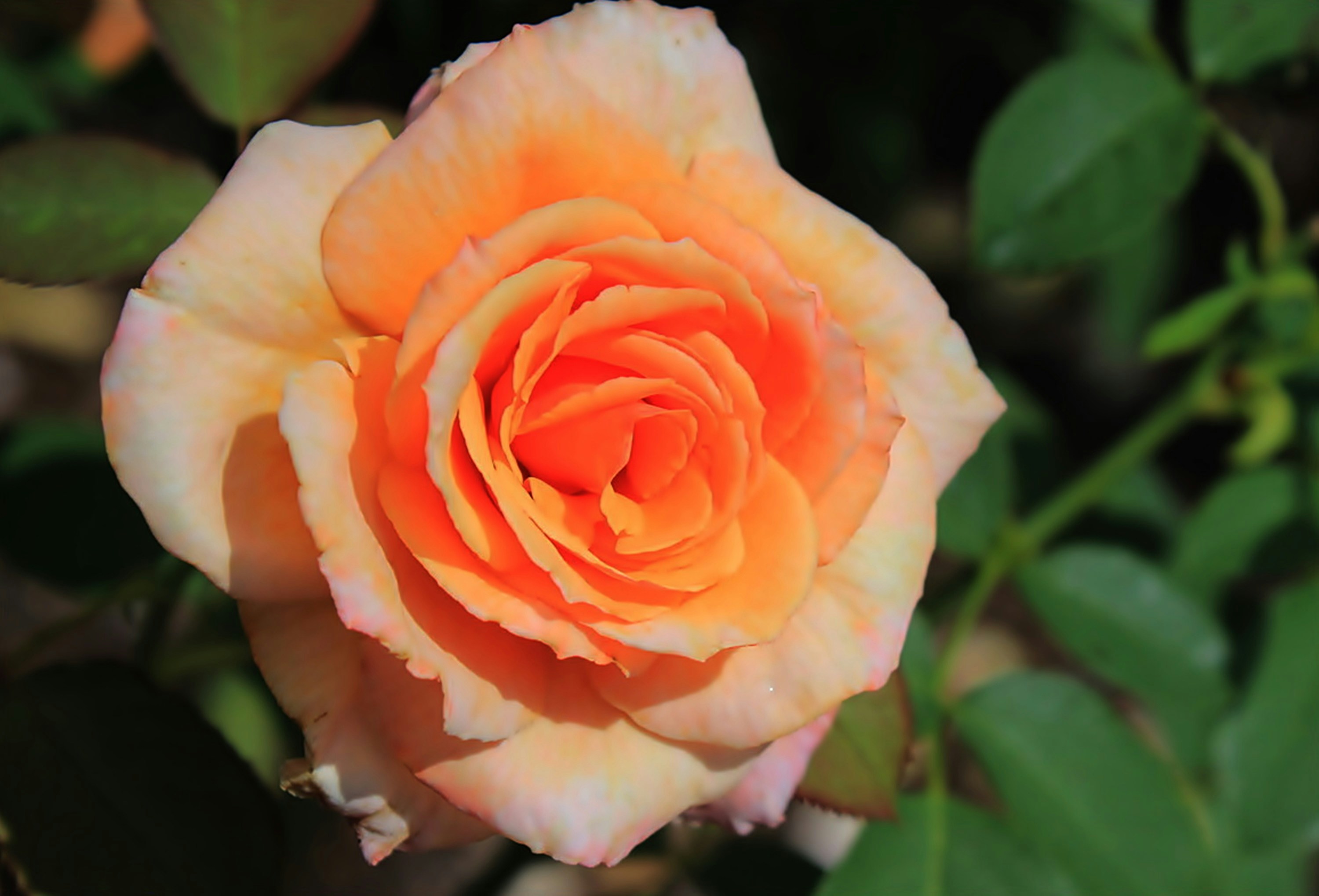 Photo by viewsofthecamera