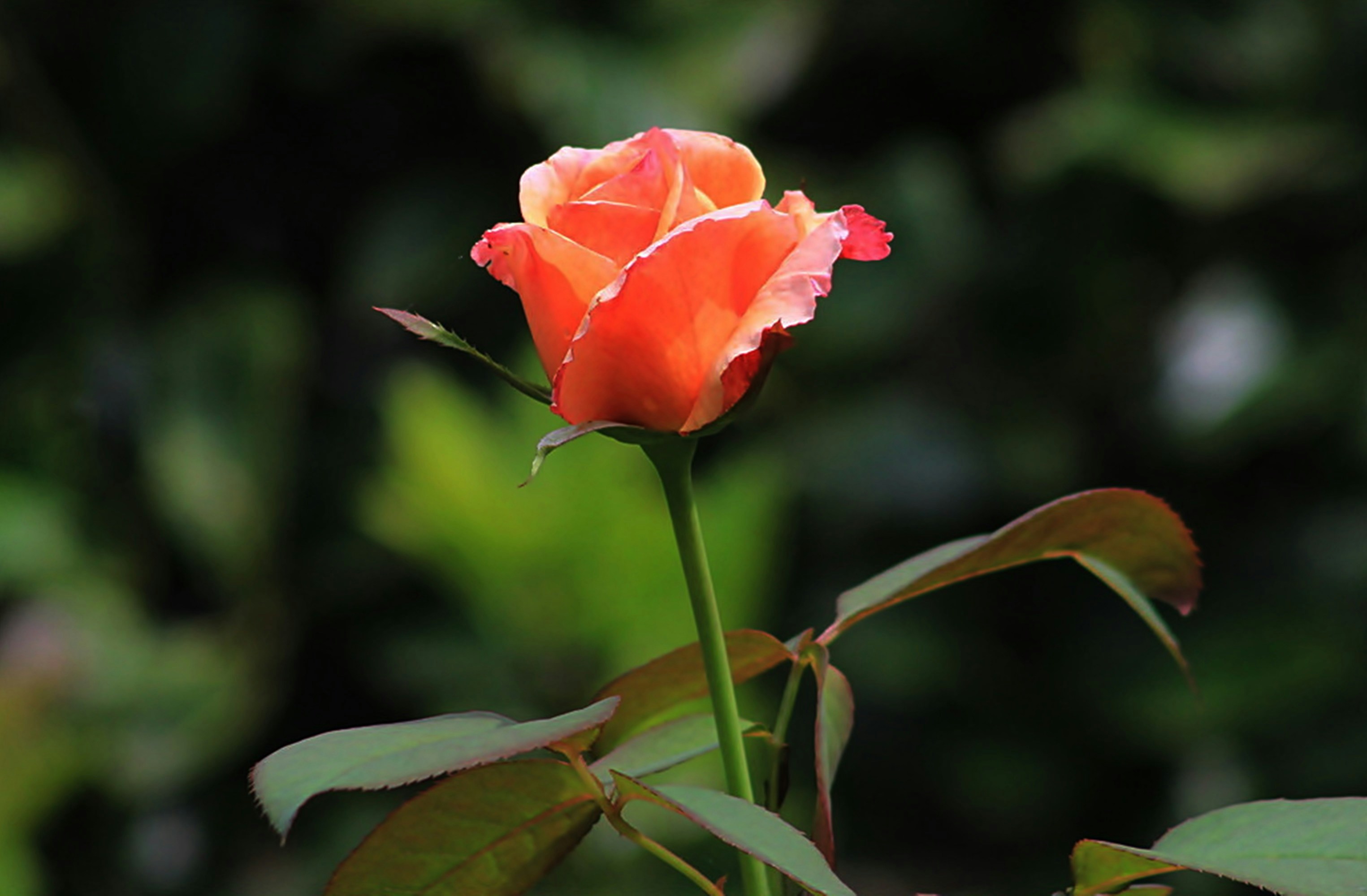 Photo by viewsofthecamera