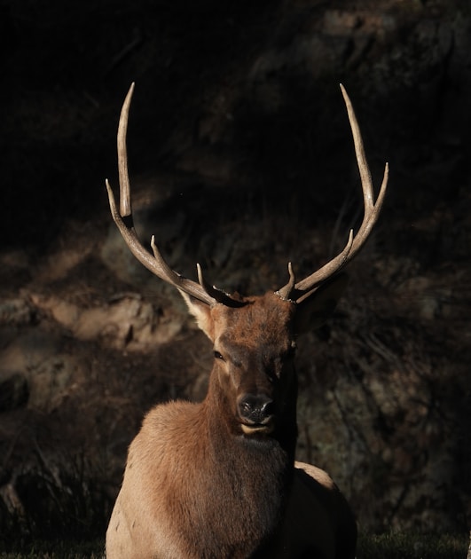 Bull elk bugling at sunrise in the Montana wilderness during September rut