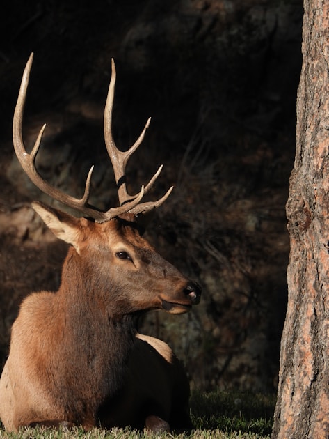Solo hunter with pack in mountain elk country