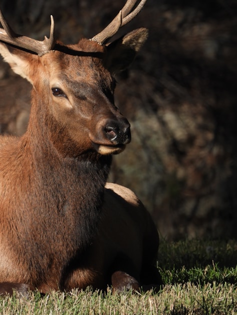 Bull elk in the Wyoming wilderness during September rut