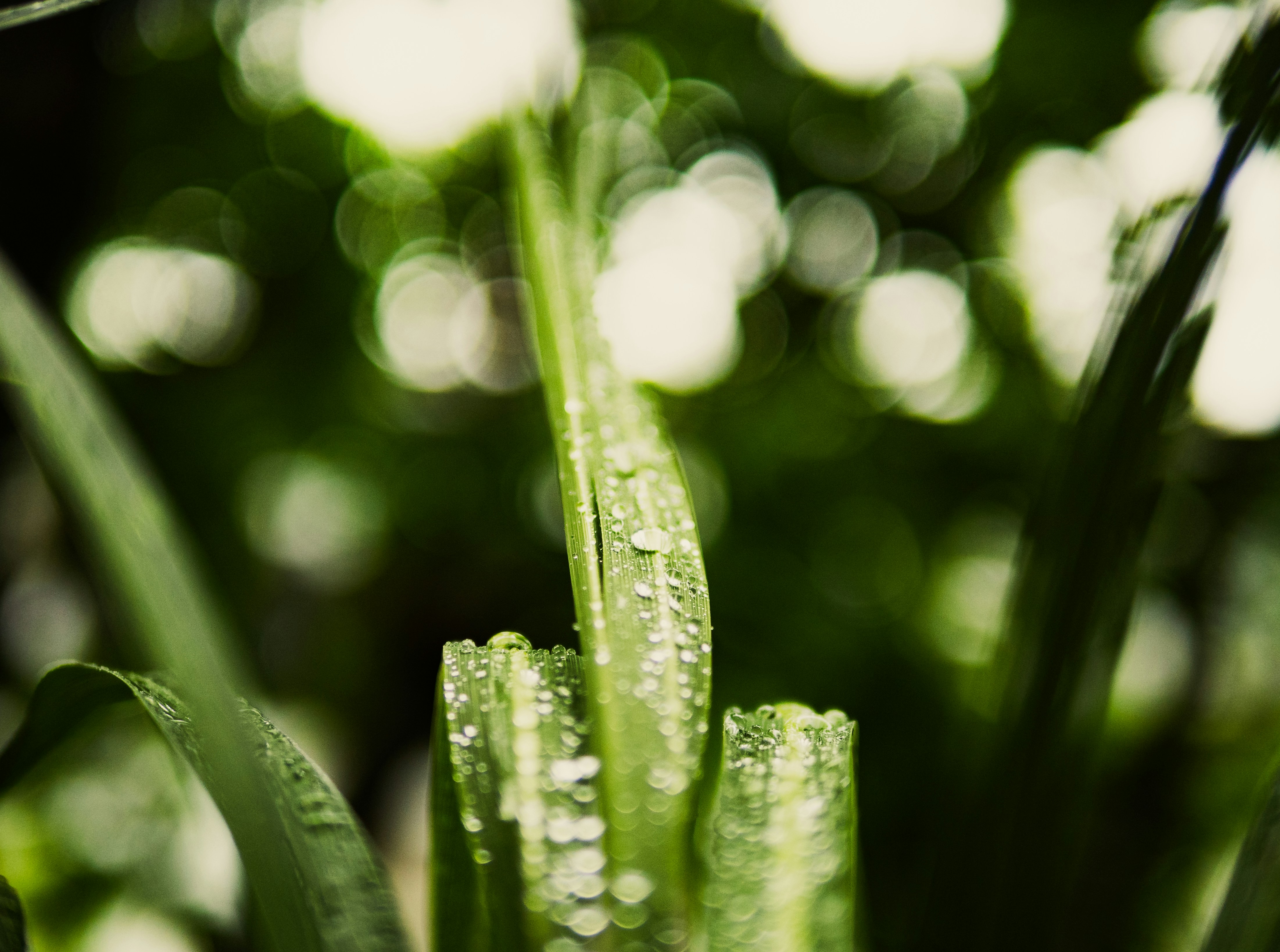 fresh microgreens close up