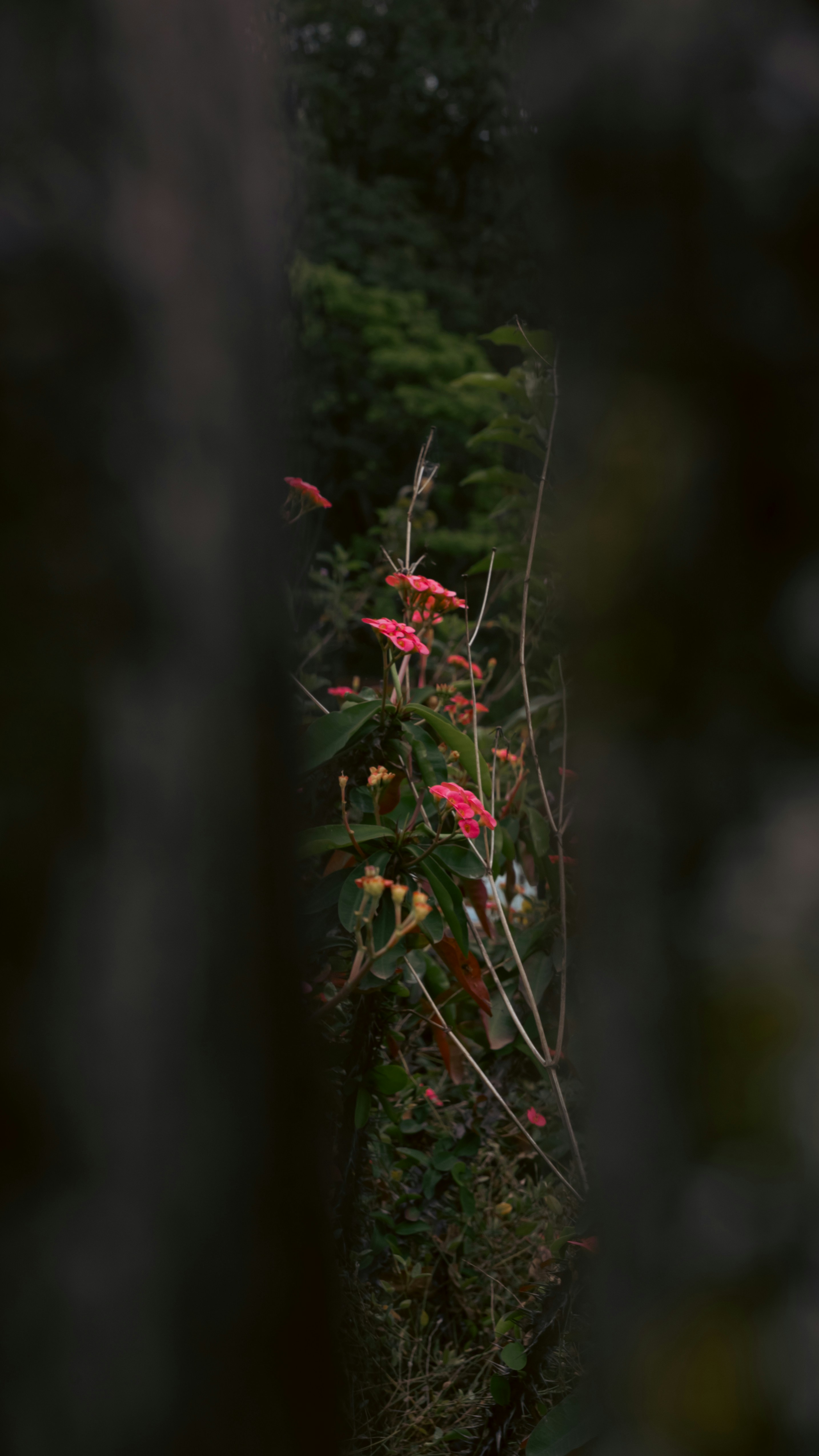 A bush with red flowers growing through it