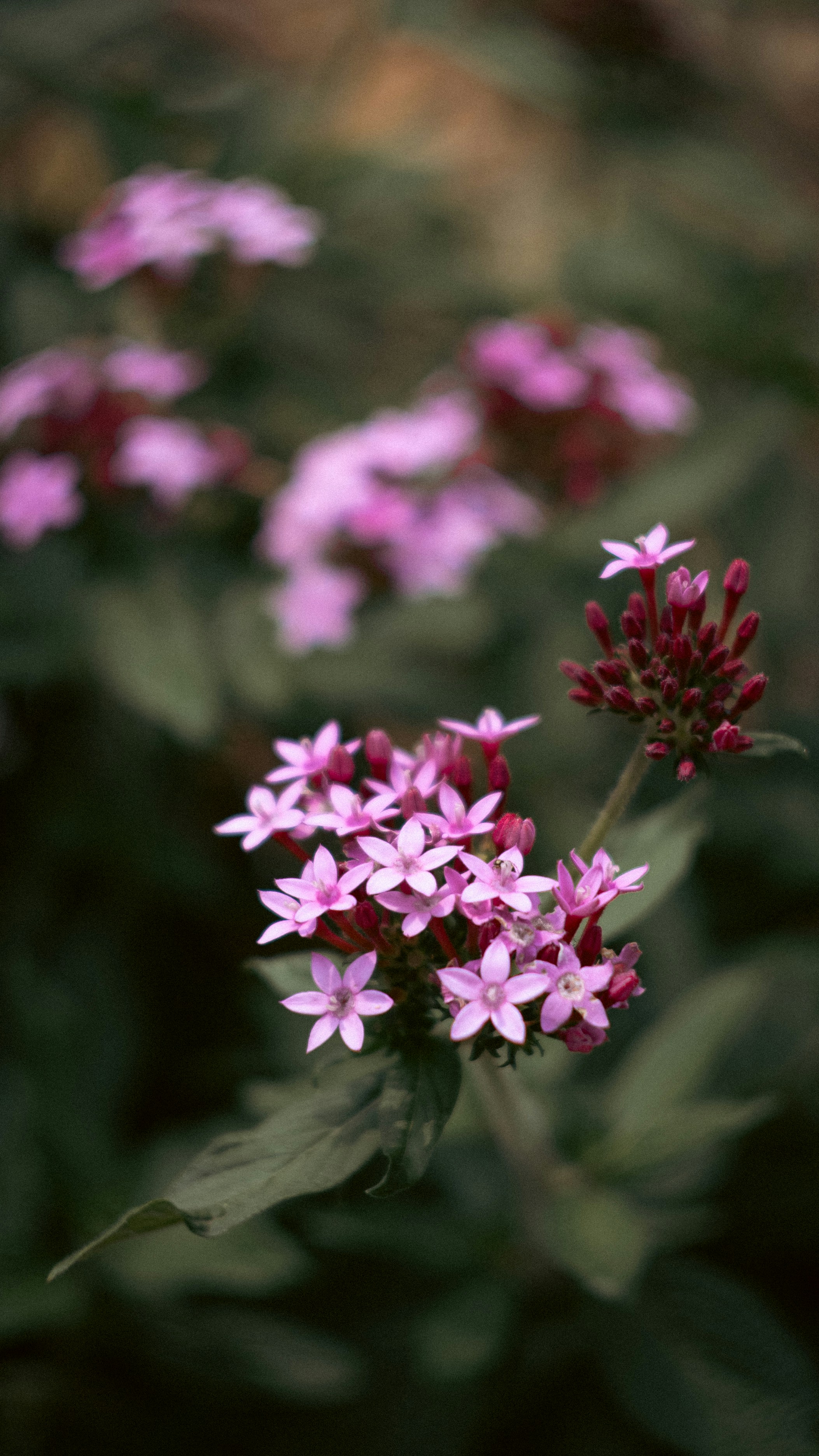 Photo by lucasdalamartaphoto