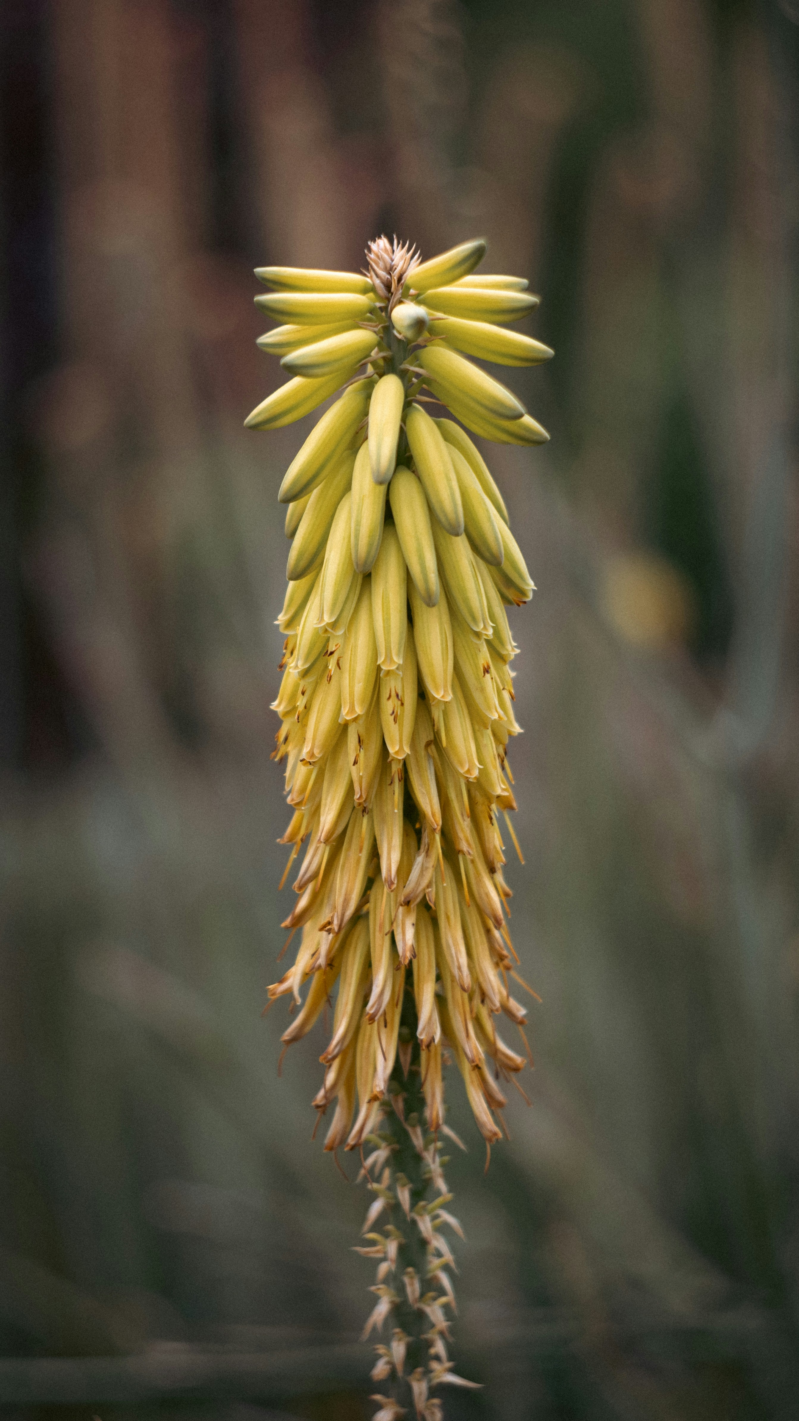A bunch of bananas that are on a plant
