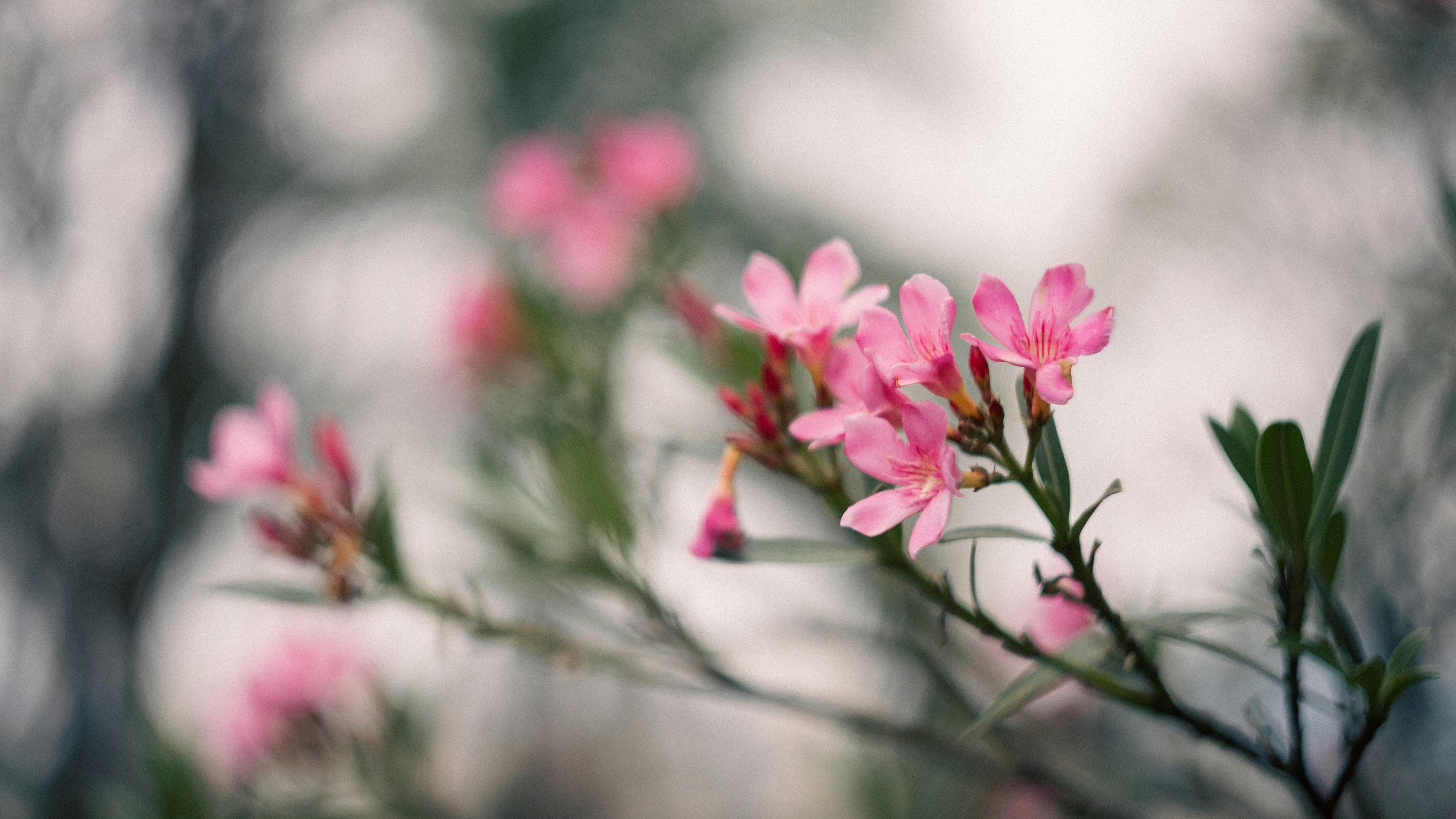 Photo by lucasdalamartaphoto