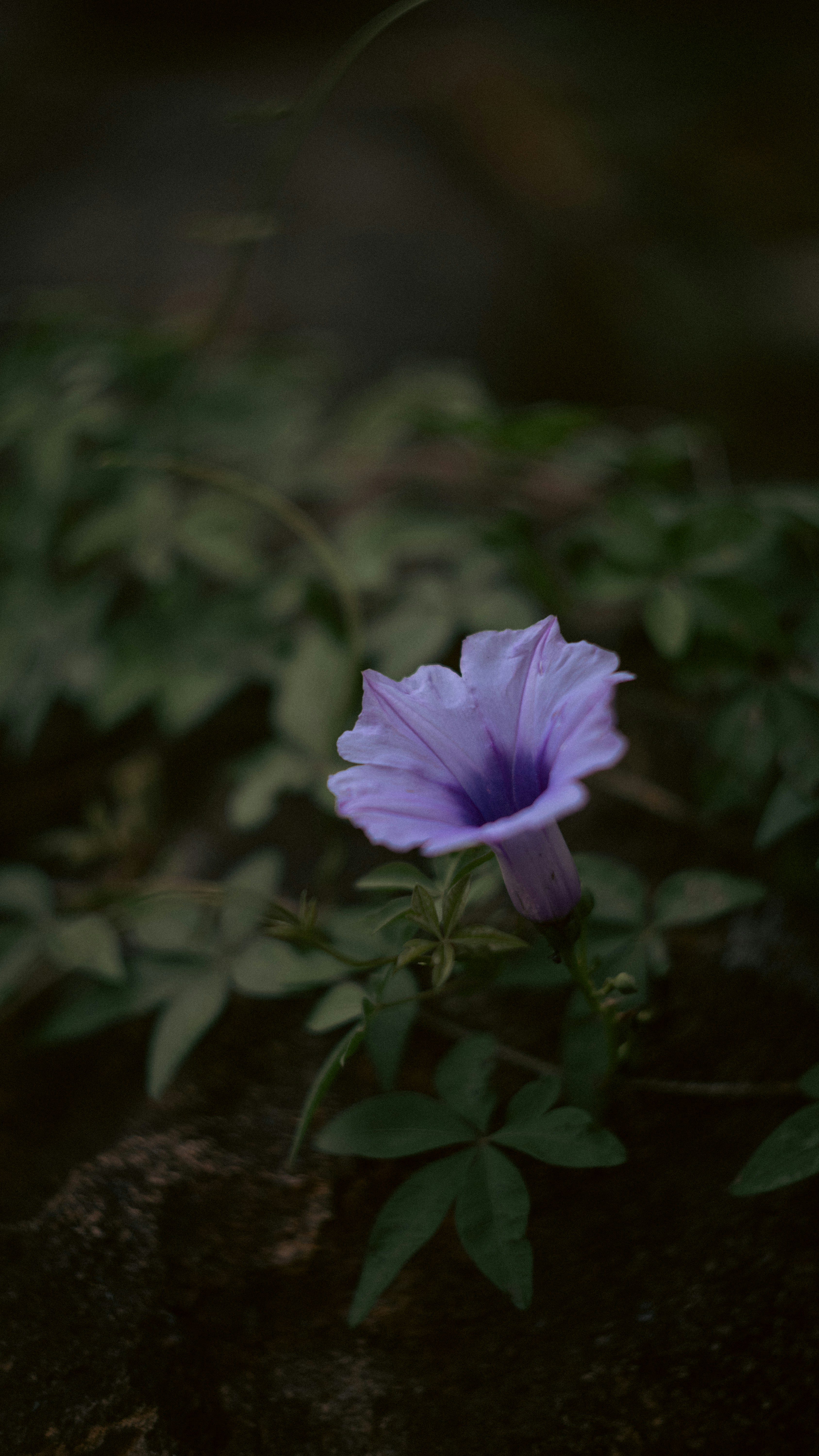 A purple flower sitting on top of a rock