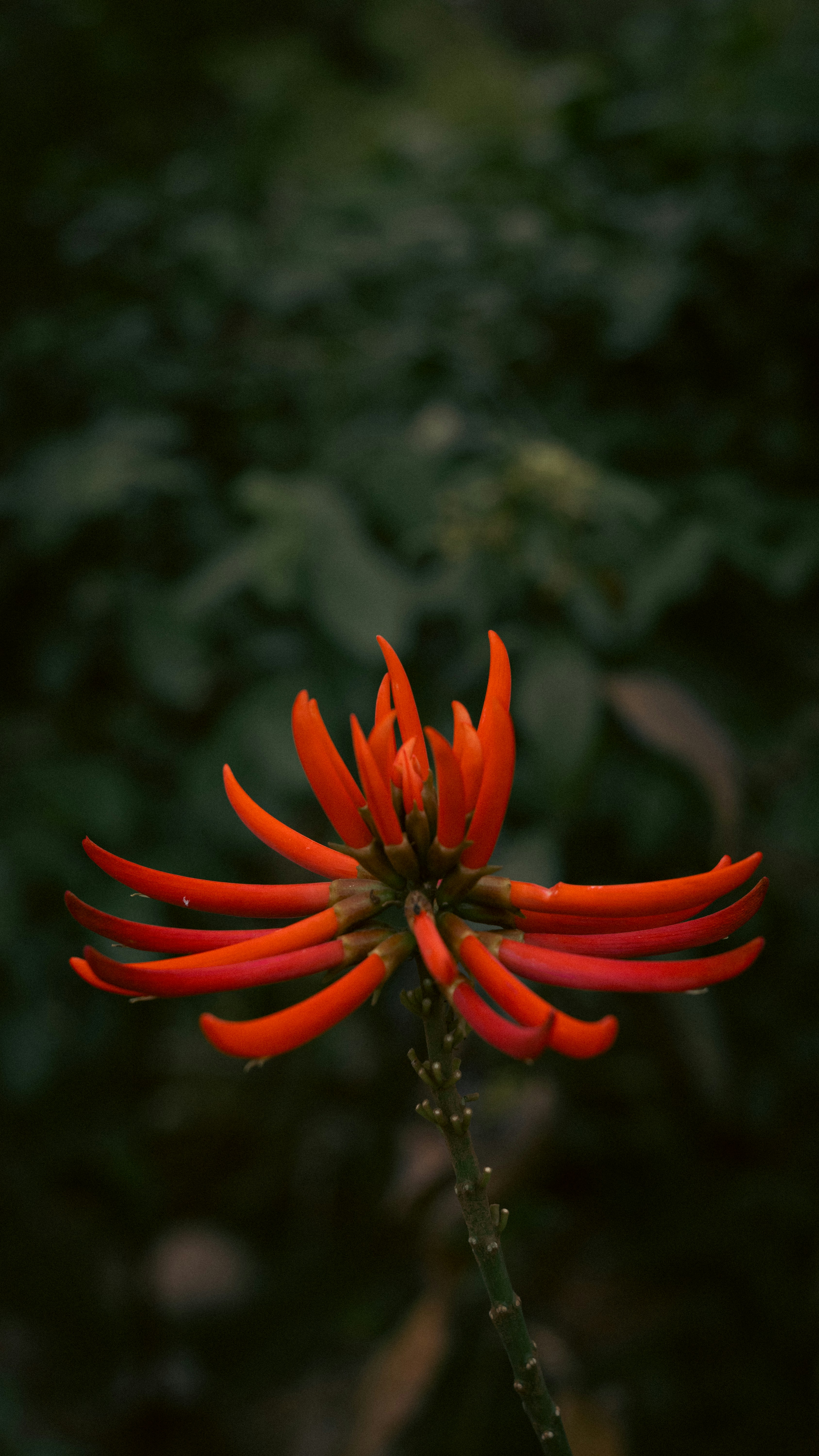 A red flower with green leaves in the background
