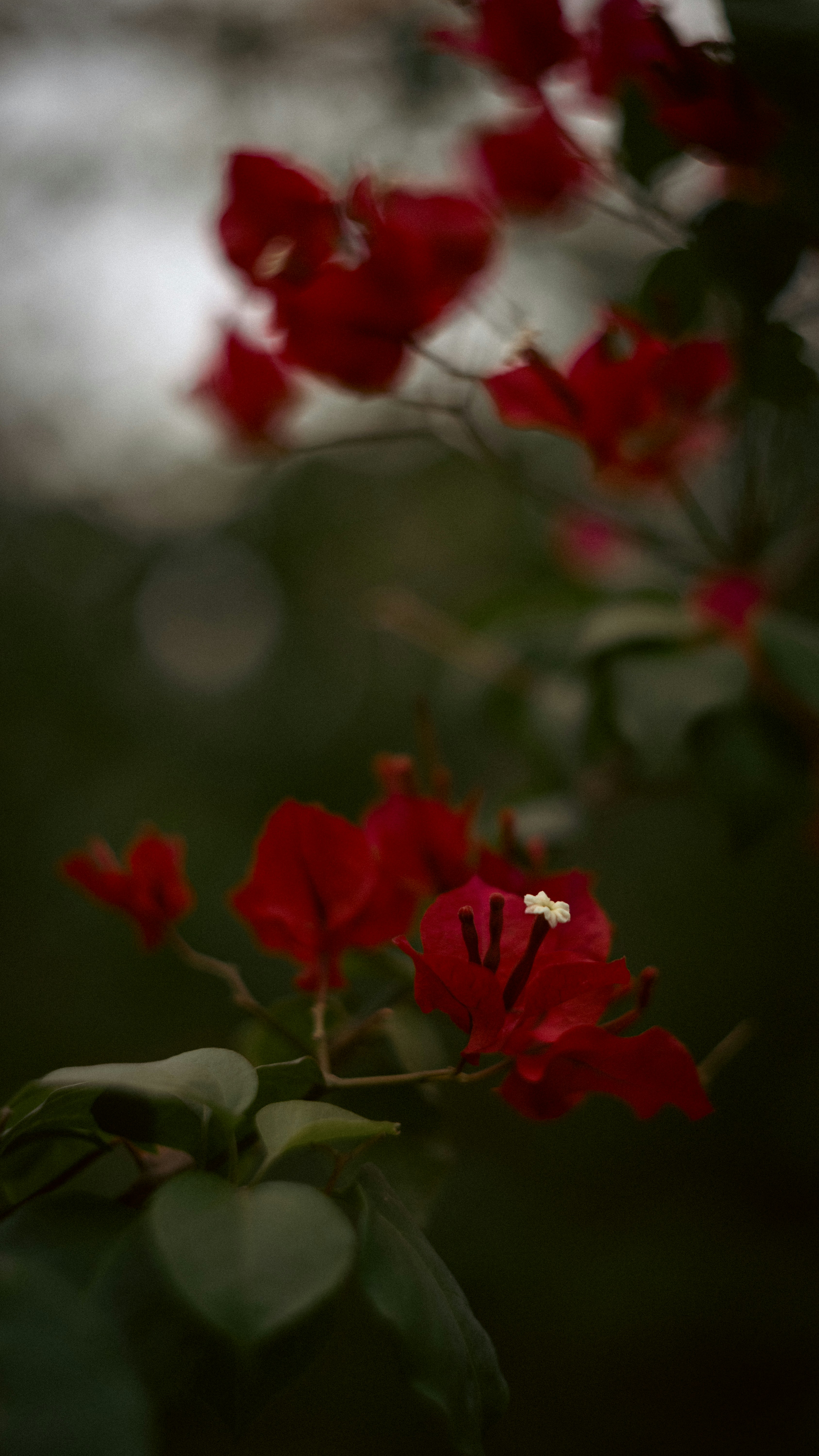 Photo by lucasdalamartaphoto