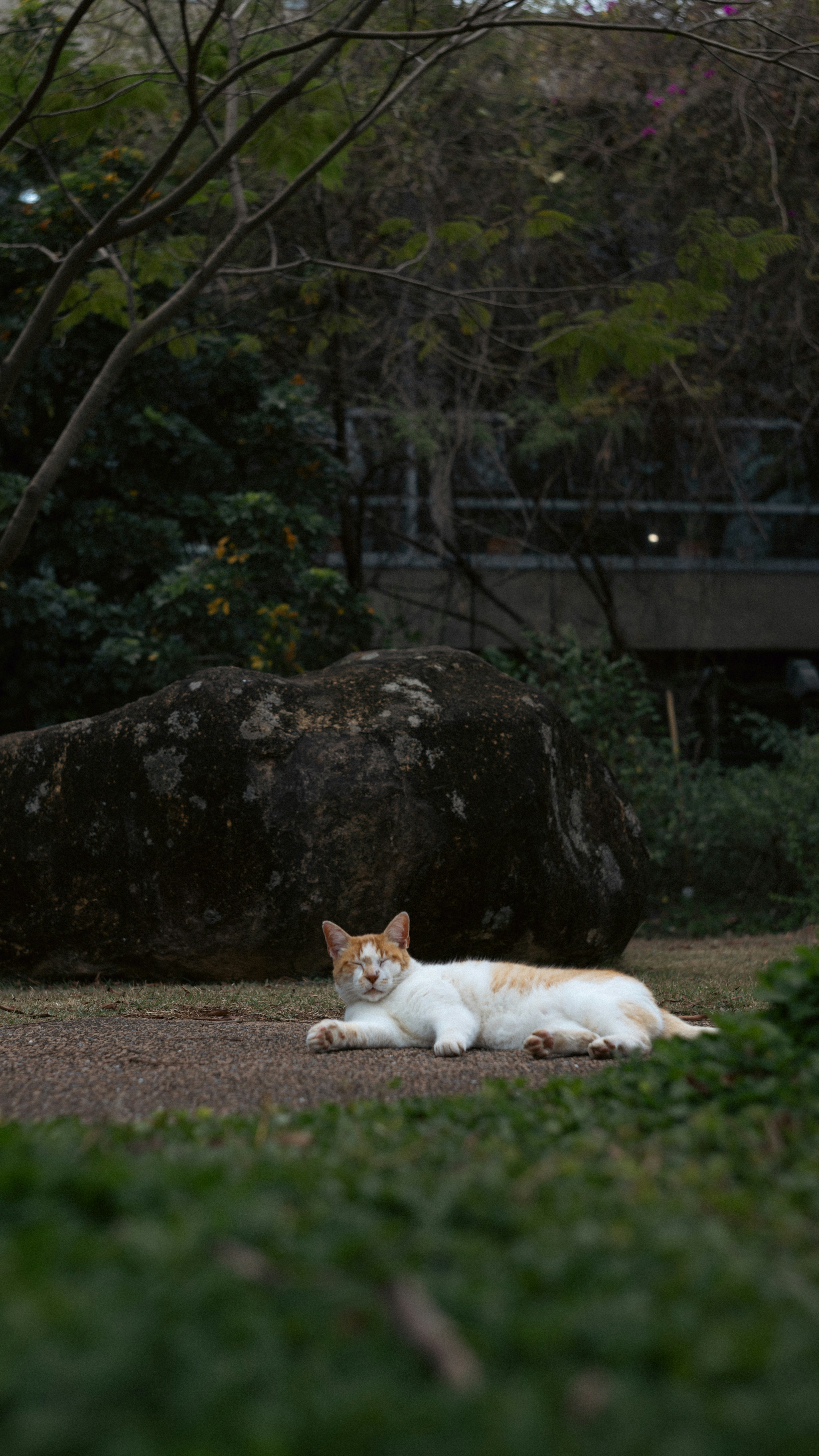 Comfort in Familiarity (image credits: unsplash)