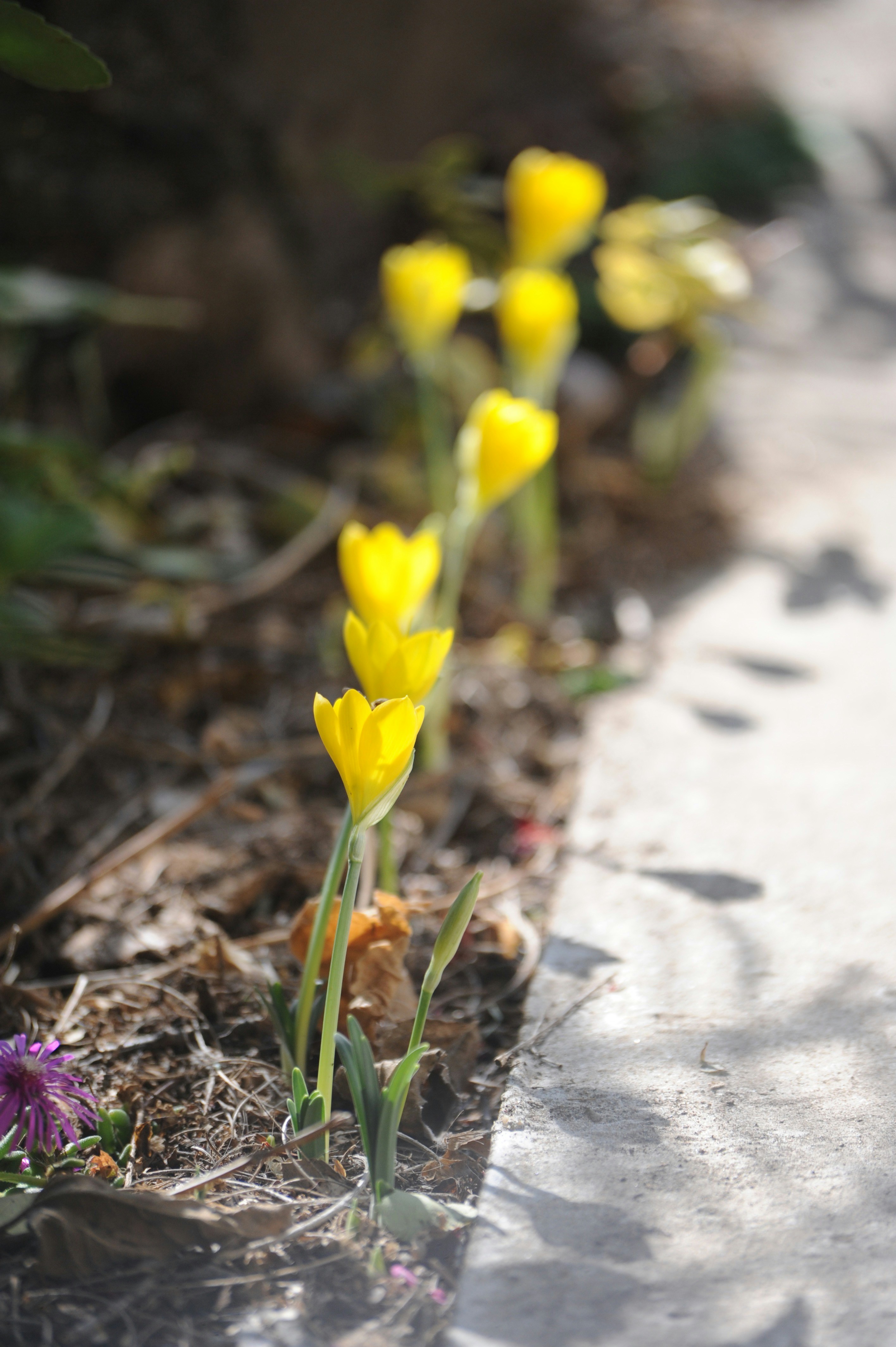 A group of yellow flowers sitting on top of a sidewalk