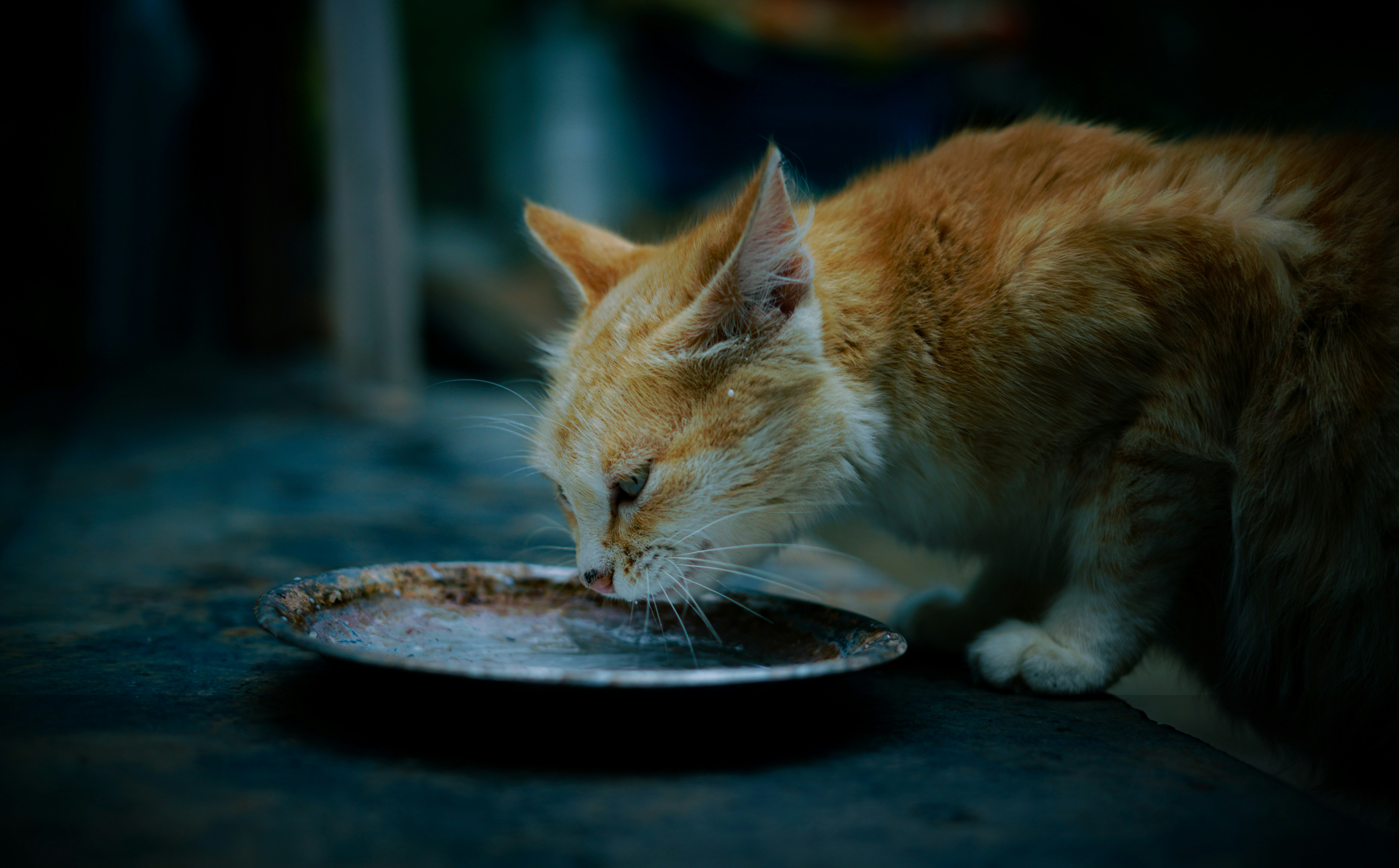 A cat eating out of a plate on the ground