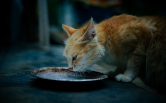 A cat eating out of a plate on the ground