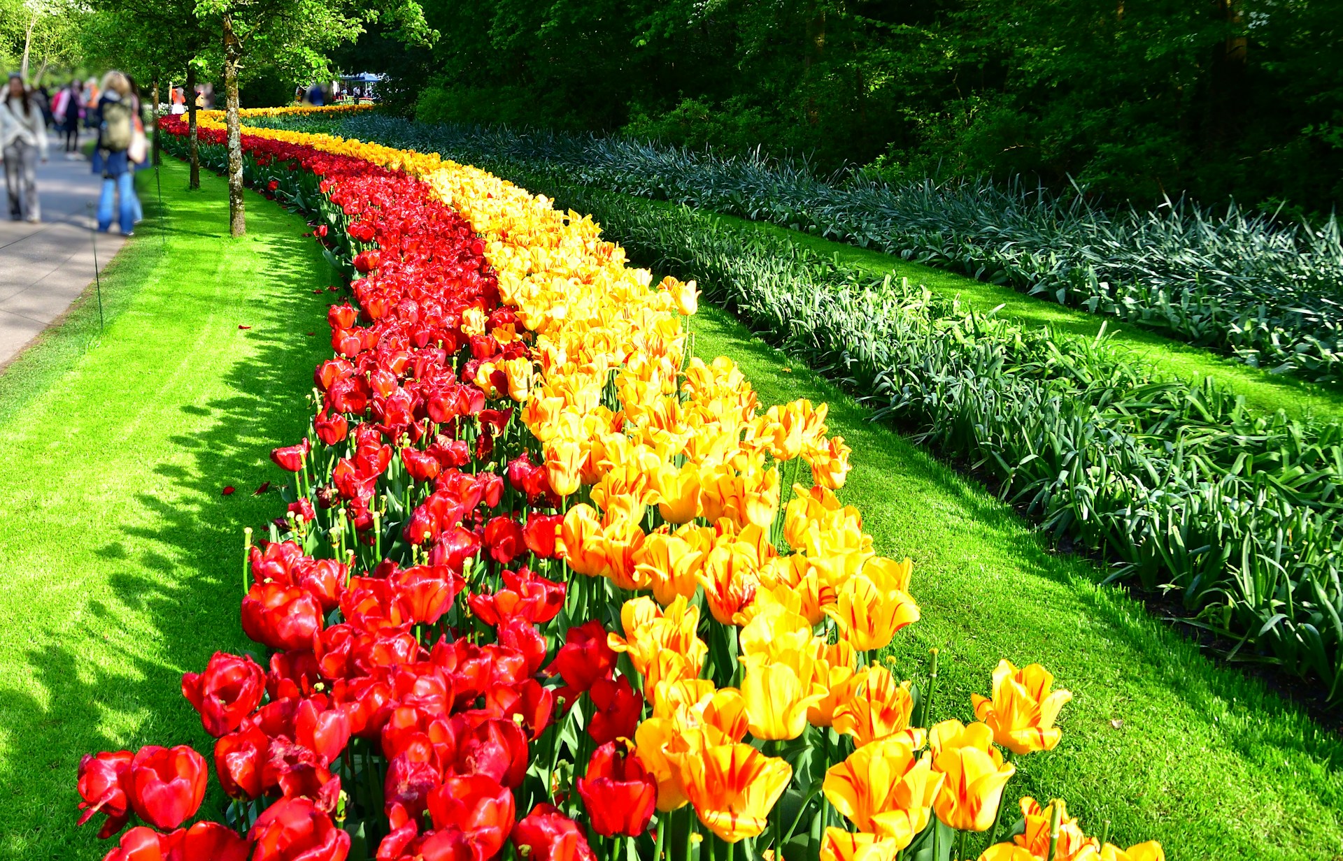 A long row of colorful flowers in a park