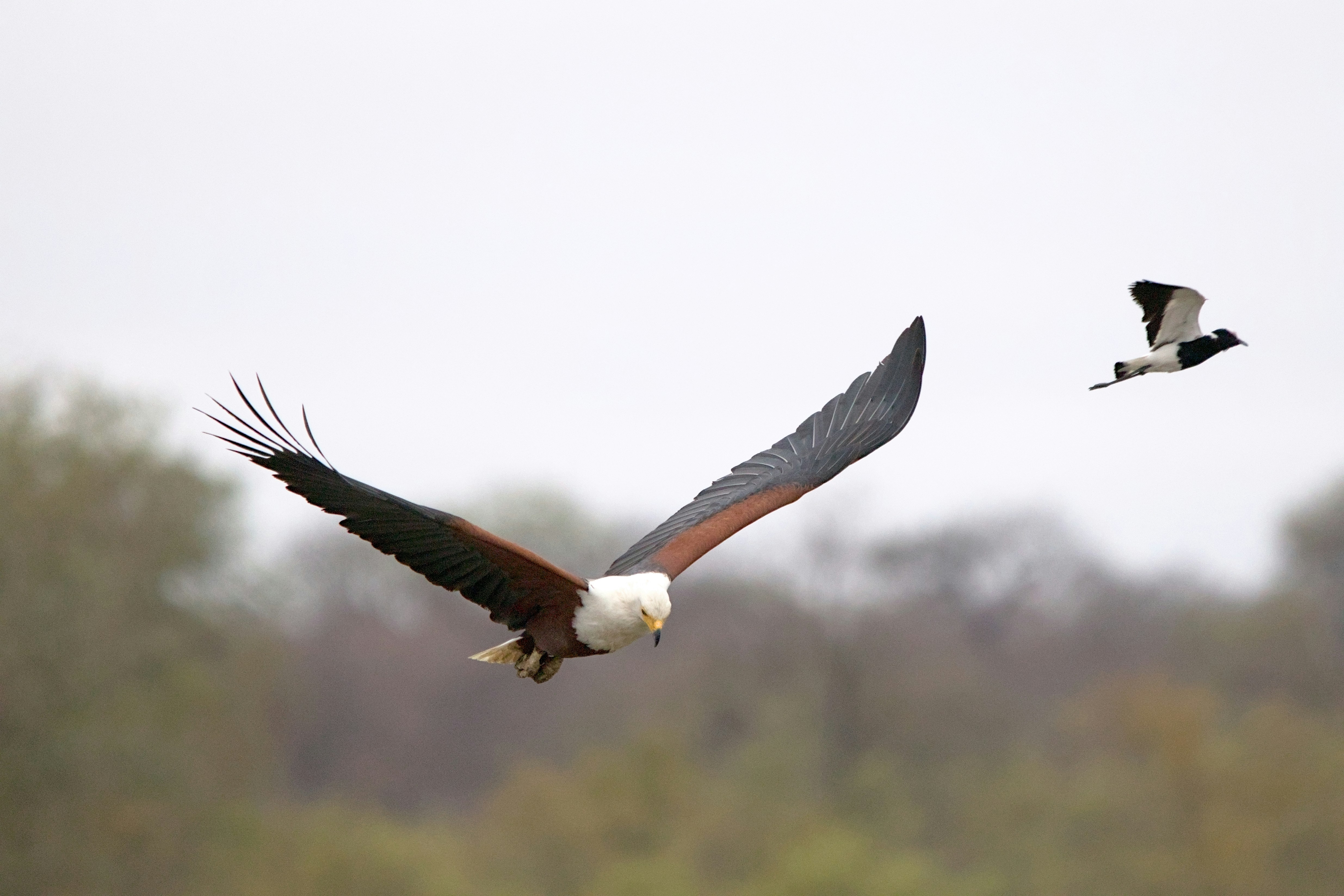 6. African Fish Eagle&rsquo;s Splash Attack (image credits: unsplash)