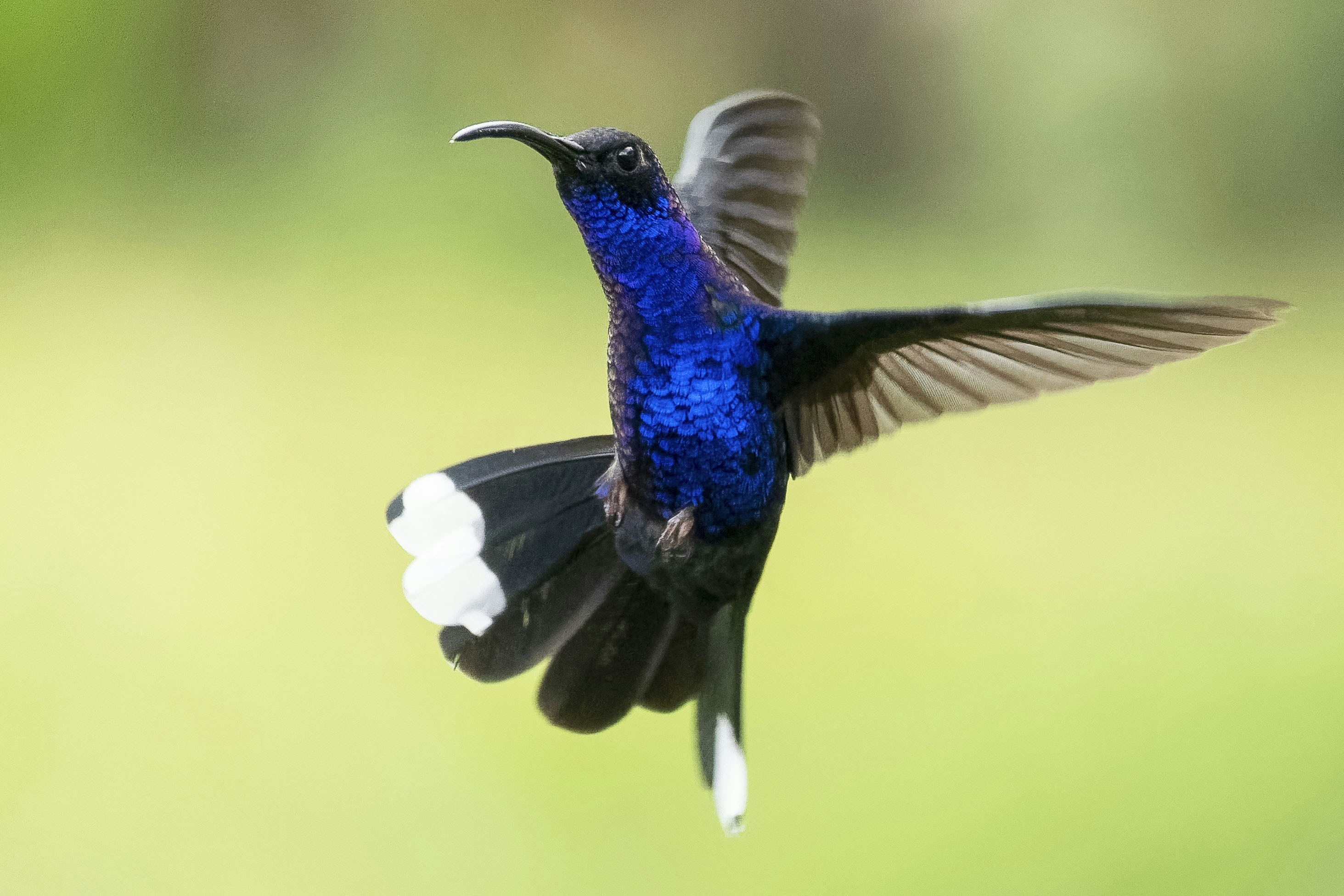 A blue and black bird flying in the air