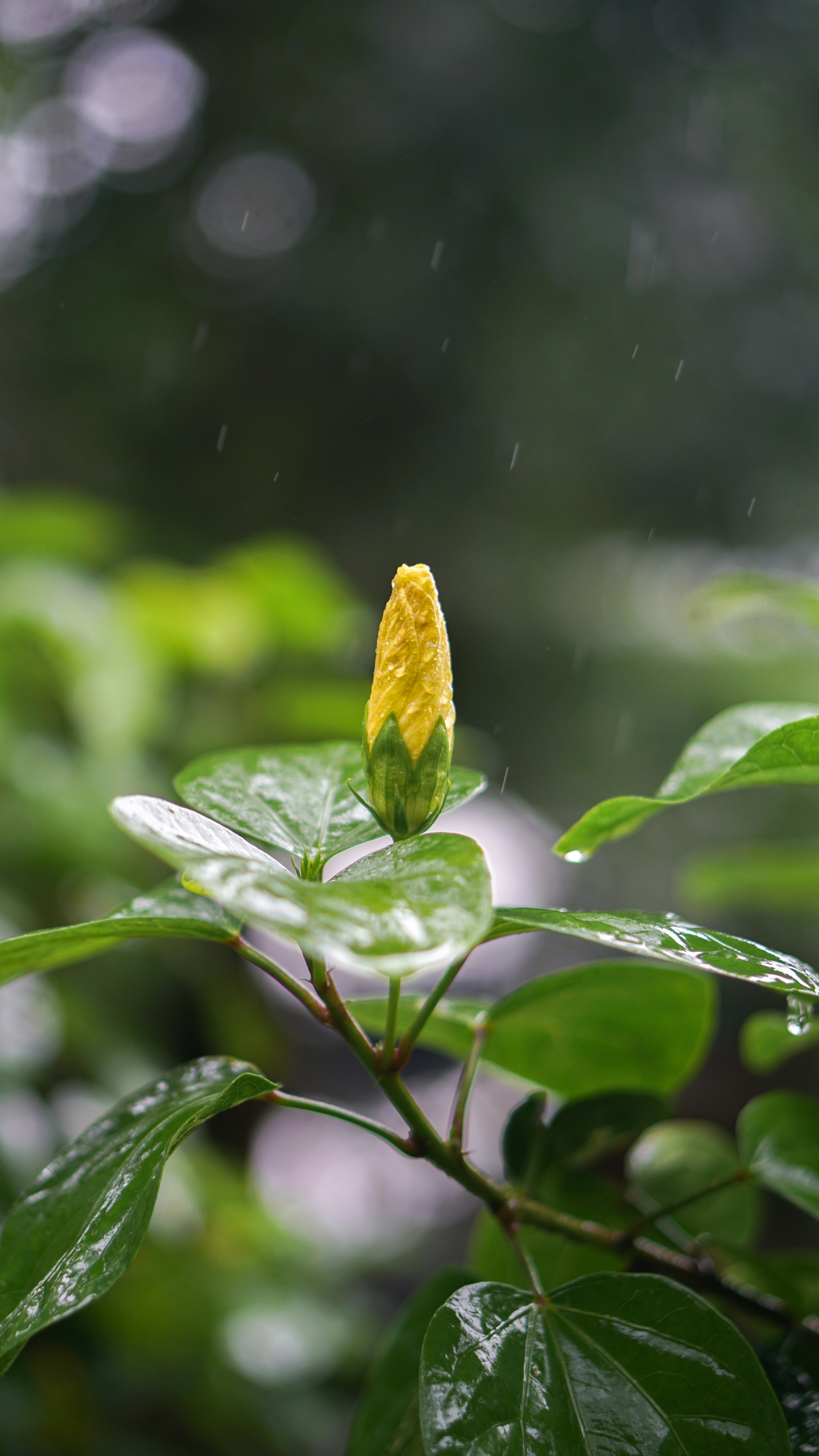 A yellow flower with green leaves on a rainy day