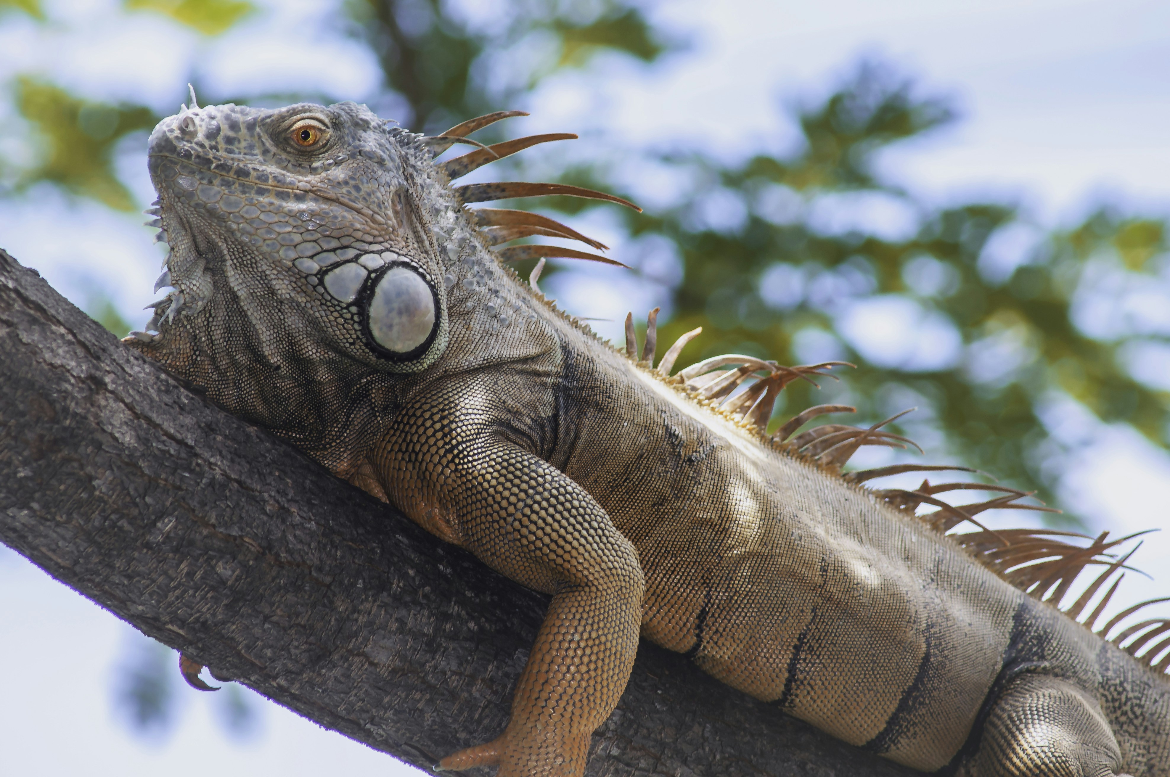 A large lizard sitting on top of a tree branch