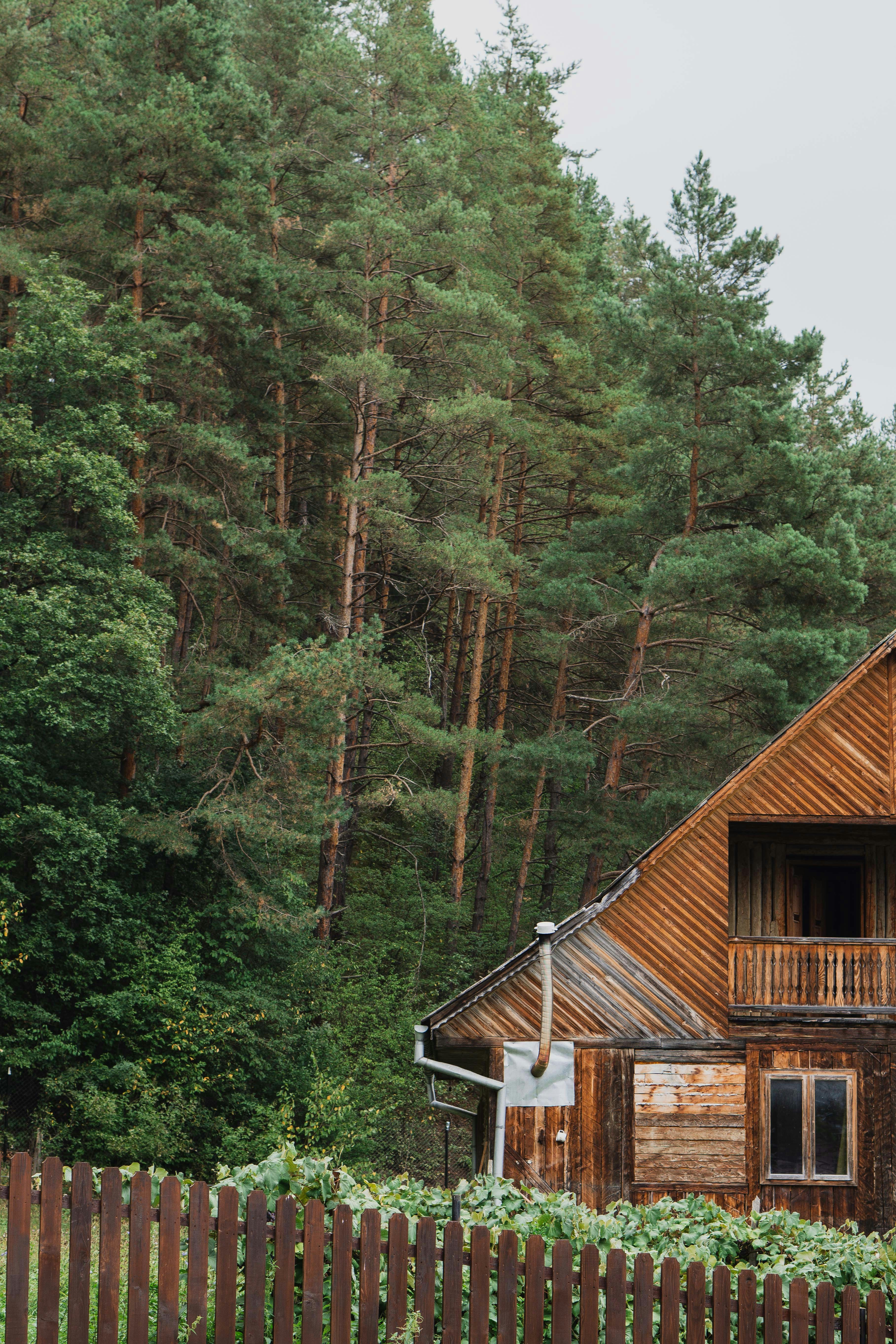 A wooden house in the middle of a forest