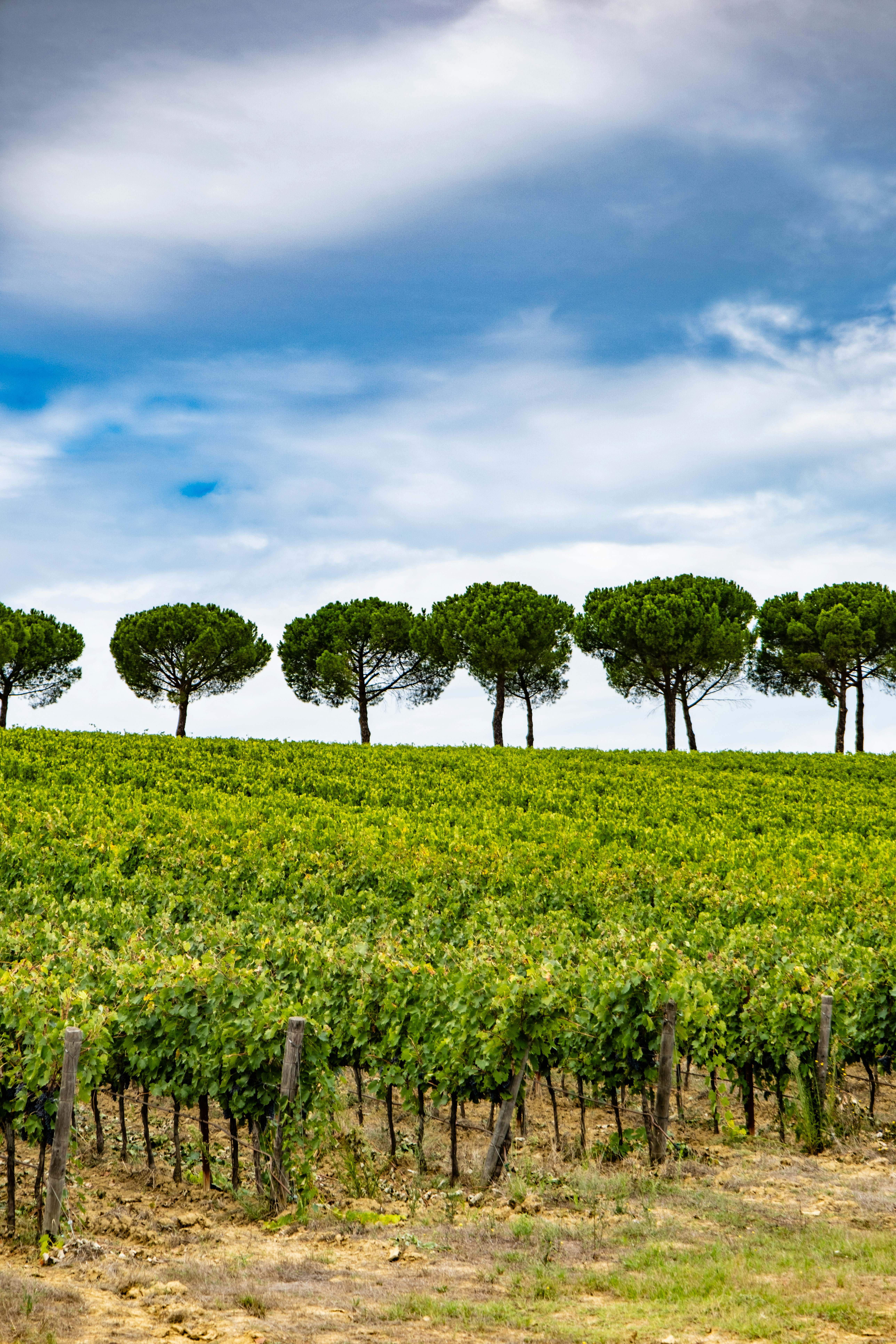 A row of trees in the middle of a field