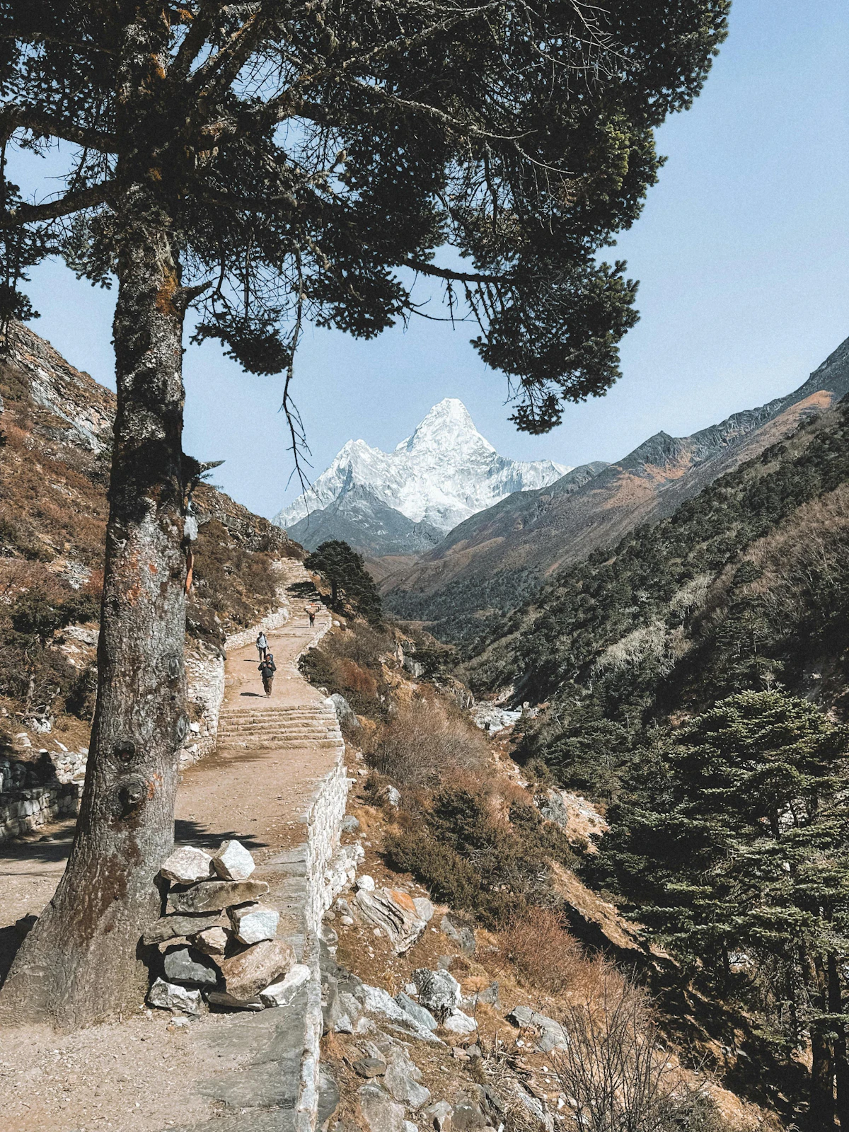 A trail with stone steps under a pine in the Khumbu, with Ama Dablam at the head of the valley
