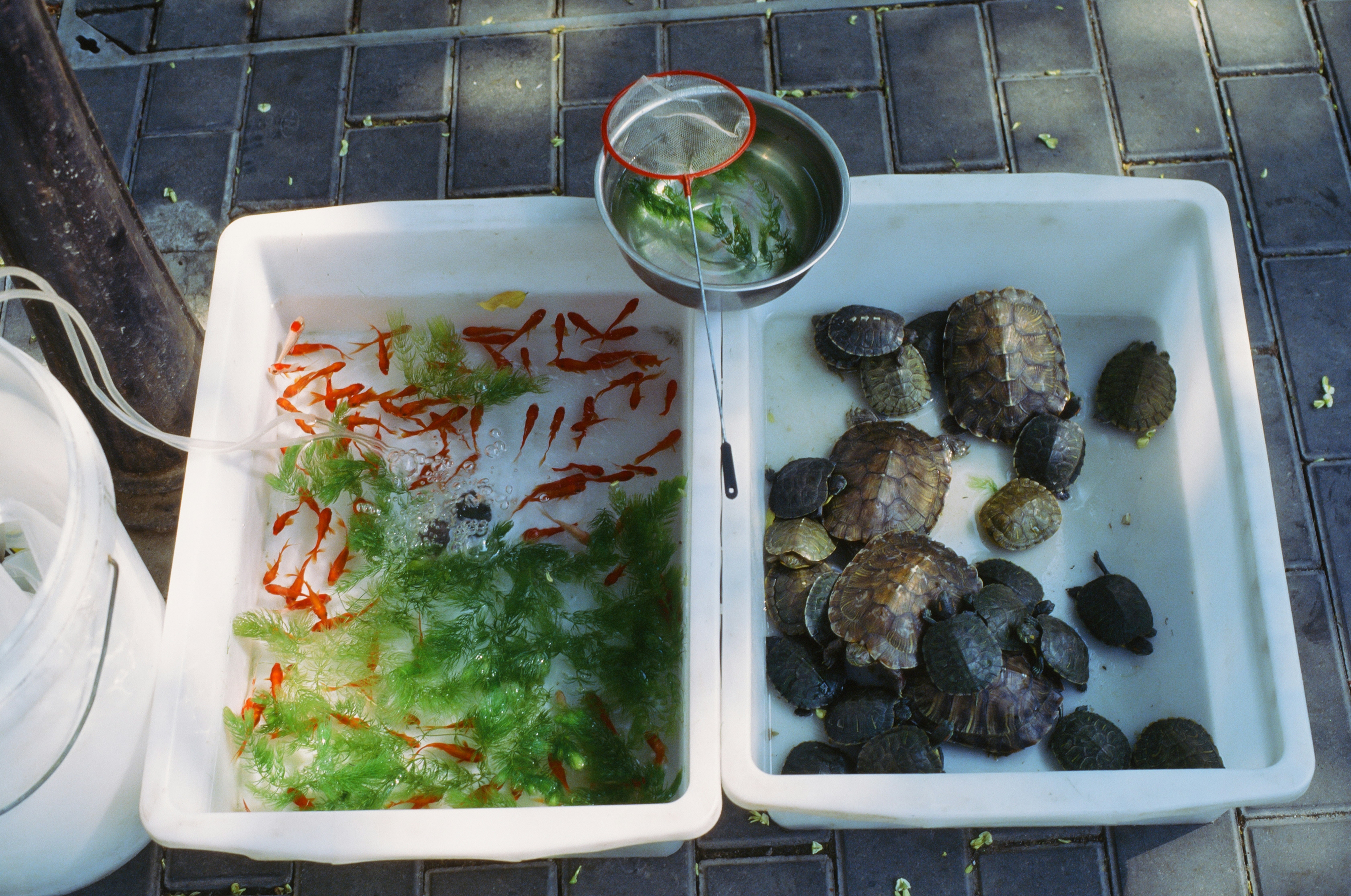 The water by the street glistened brightly in the sunlight. Fish and turtles swam within, captivating me to stand still for a long time.