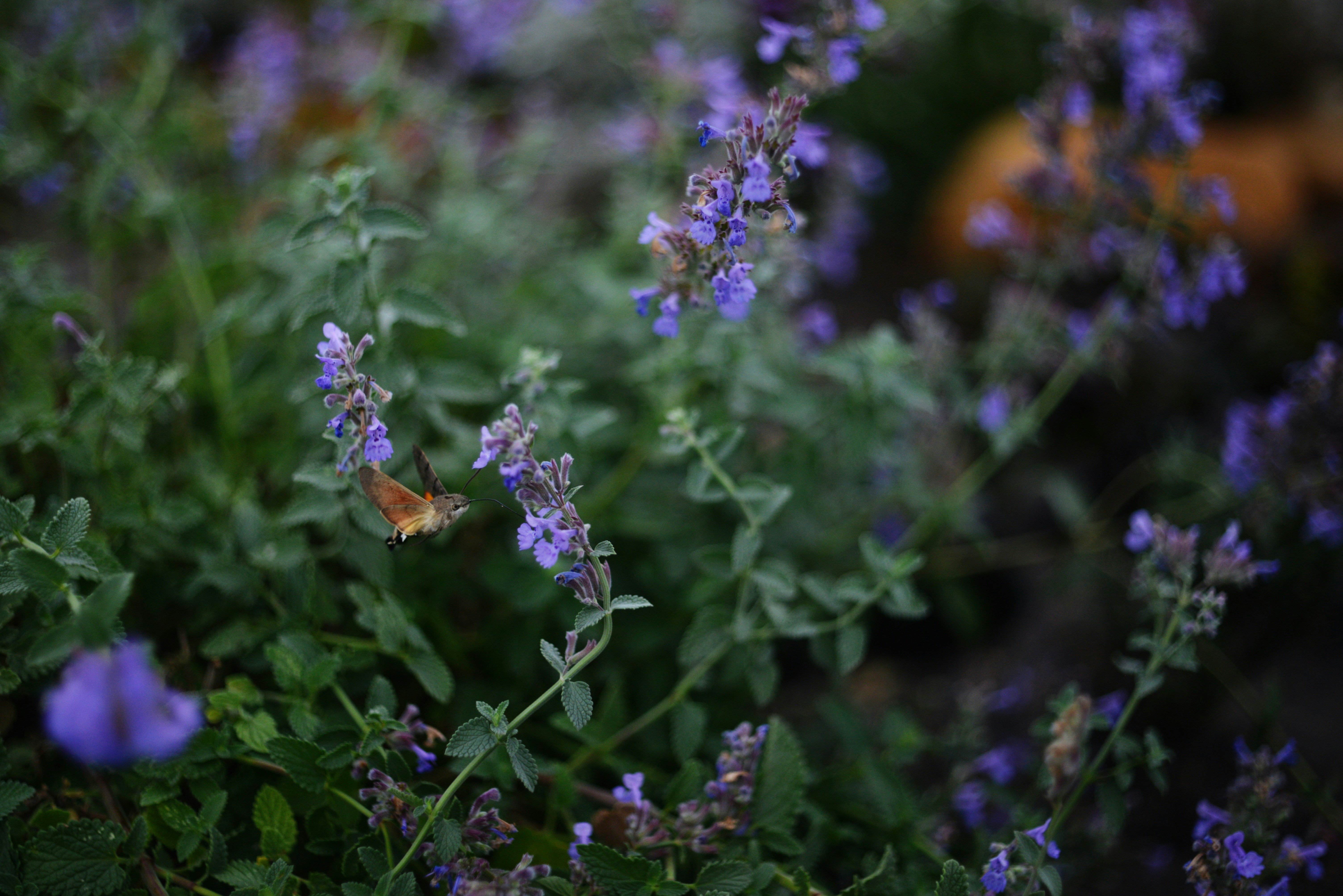 Photo by cherstve_pechivo