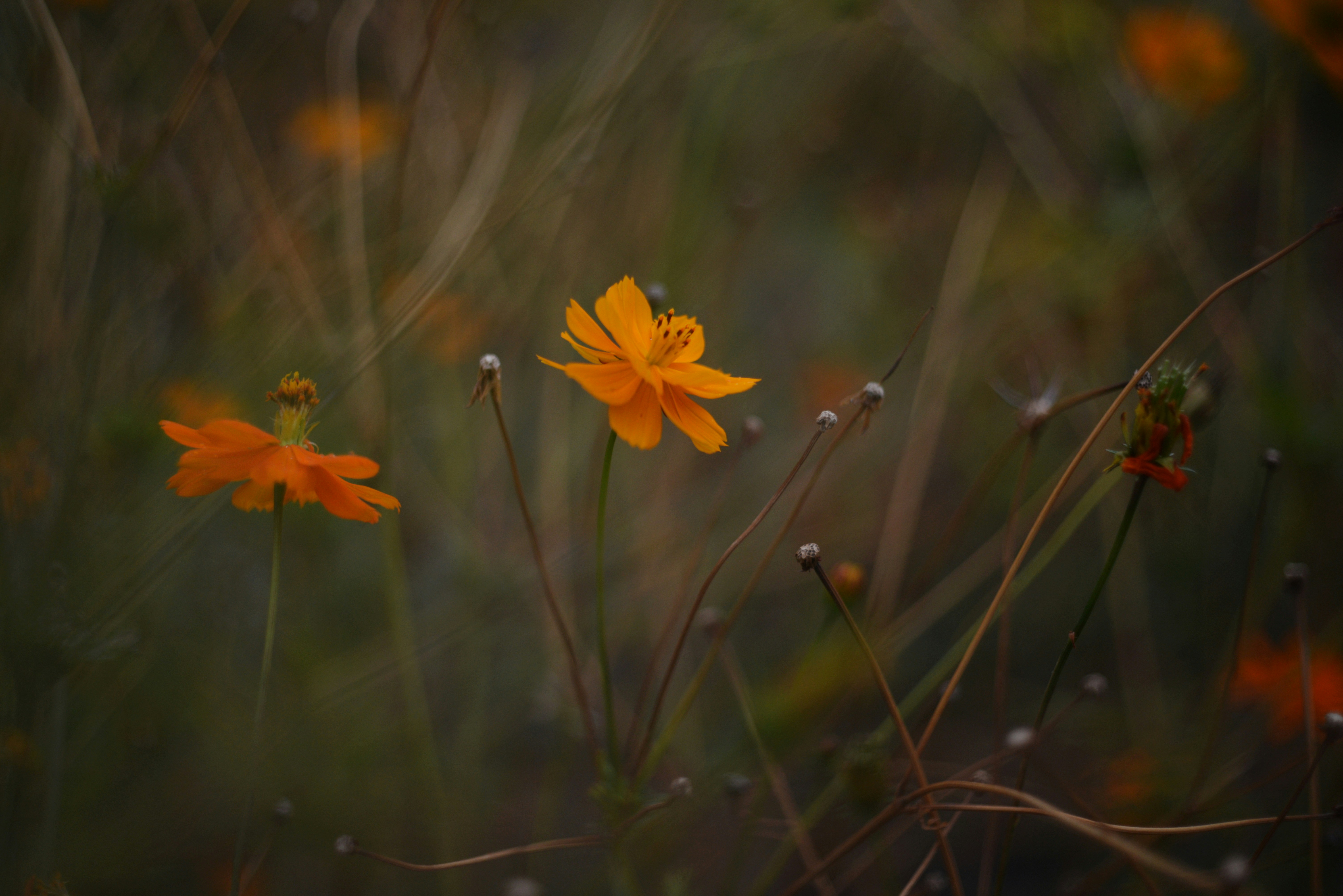 Photo by cherstve_pechivo