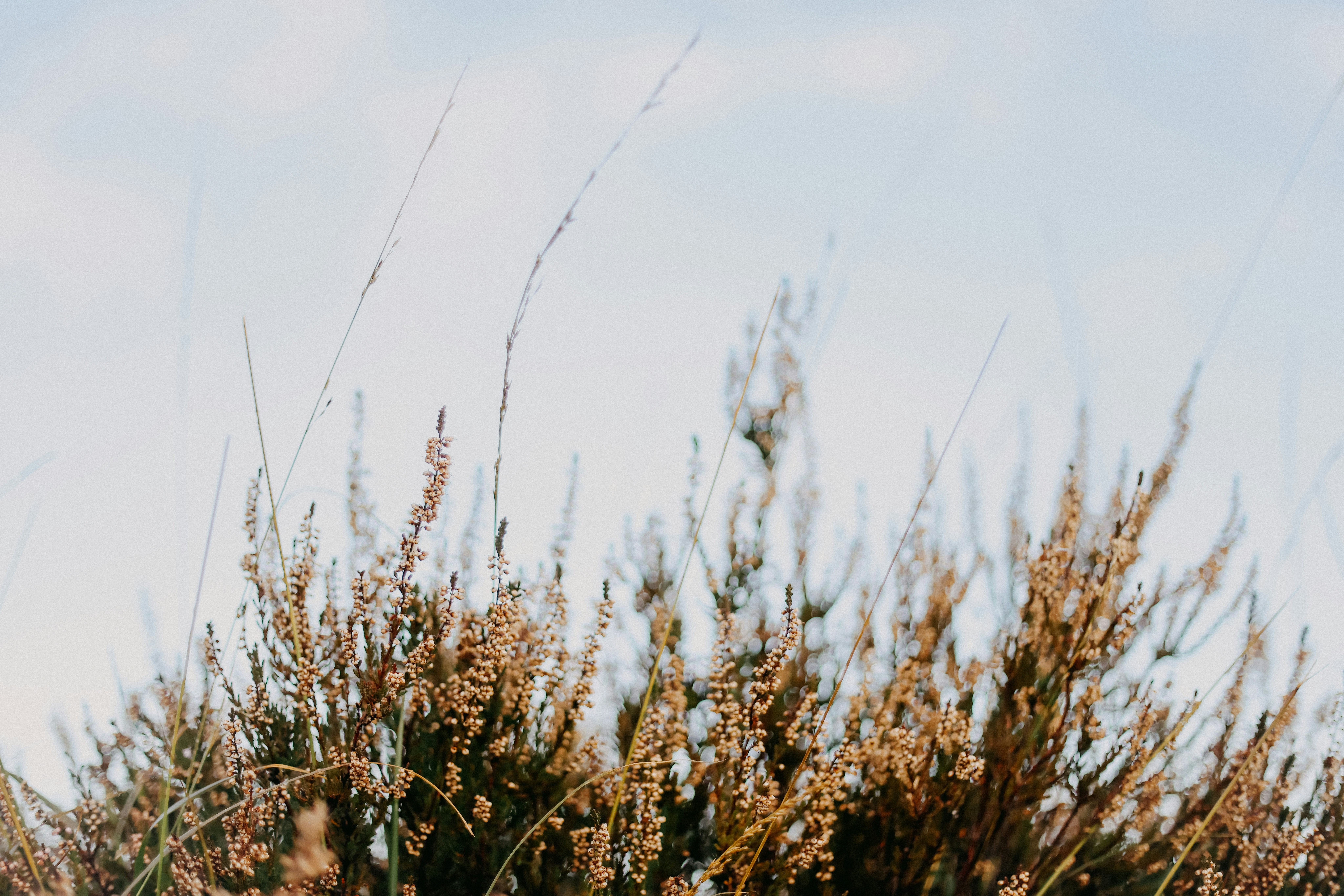A stop sign in front of some tall grass