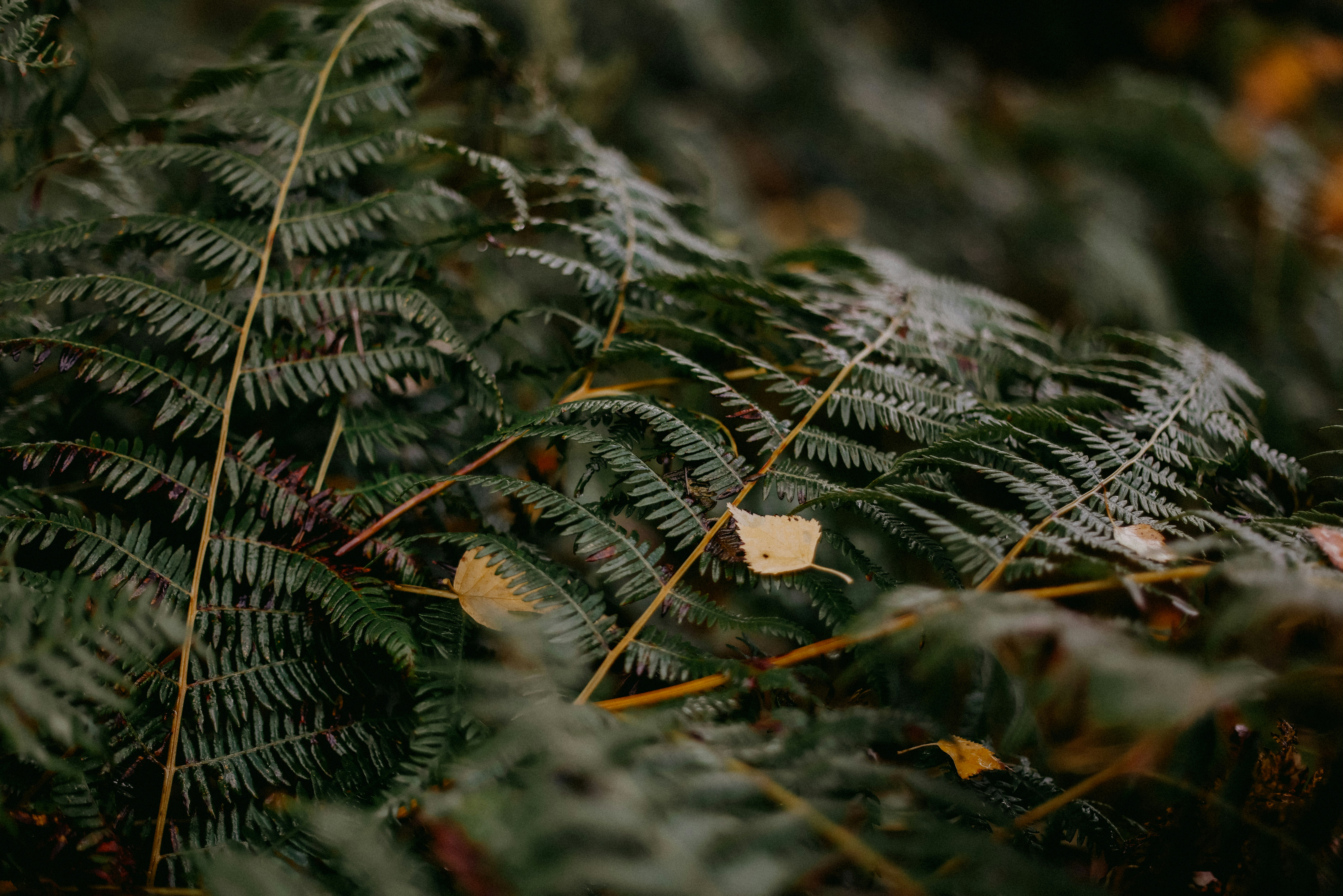 Photo by anniespratt
